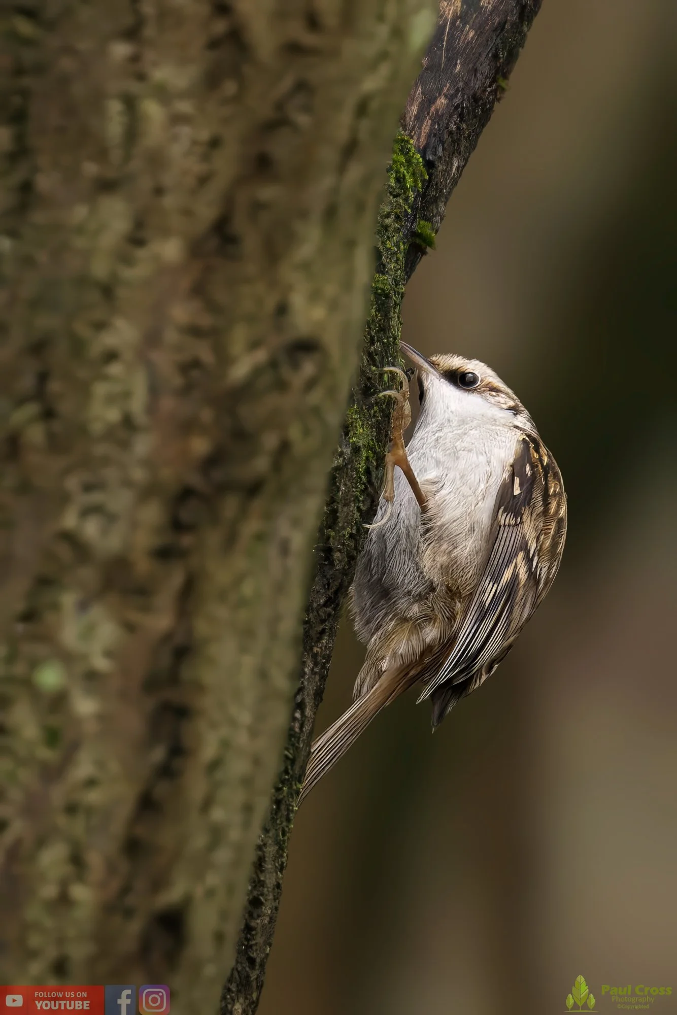 Treecreeper-00053.jpg