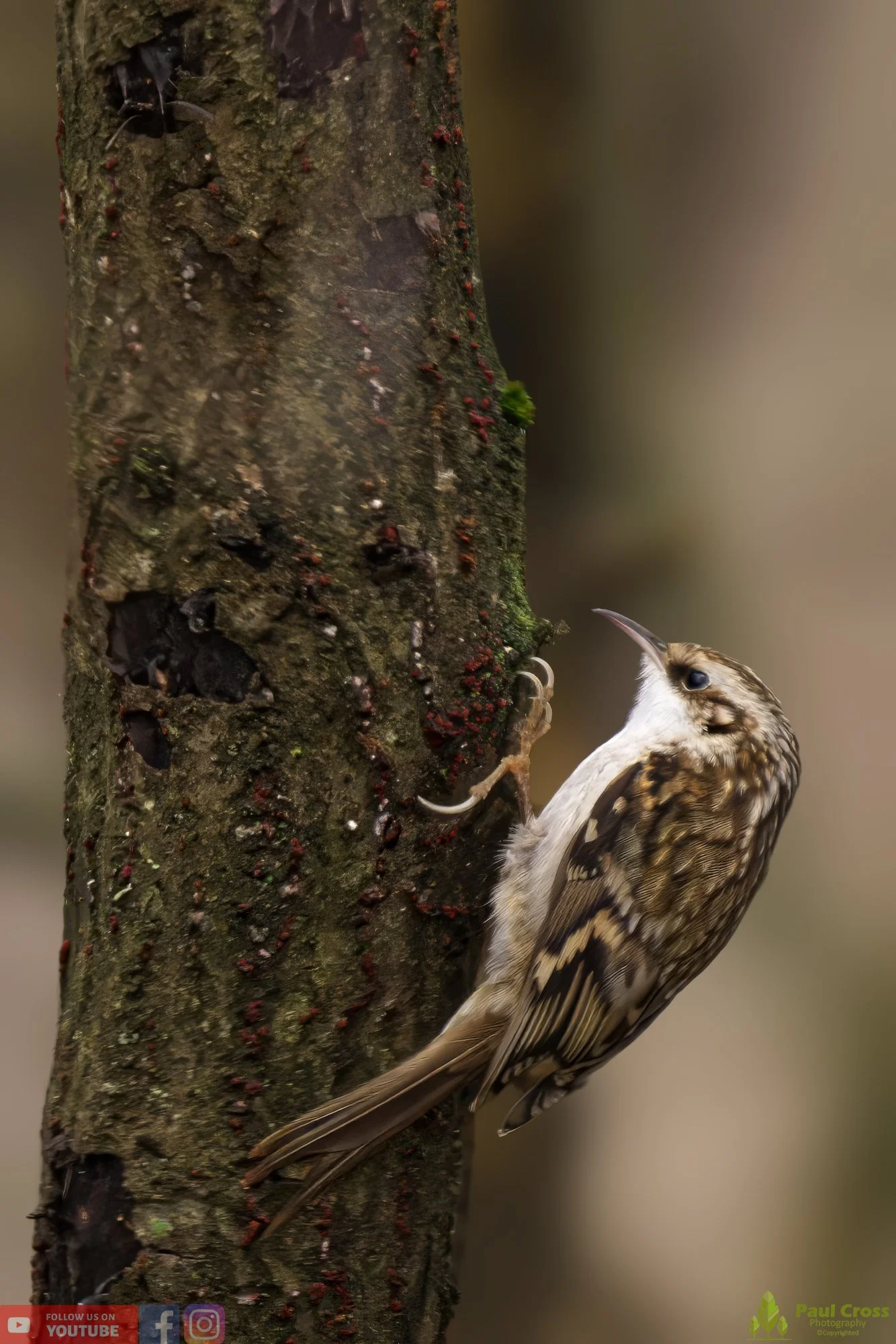 Treecreeper-00060.jpg