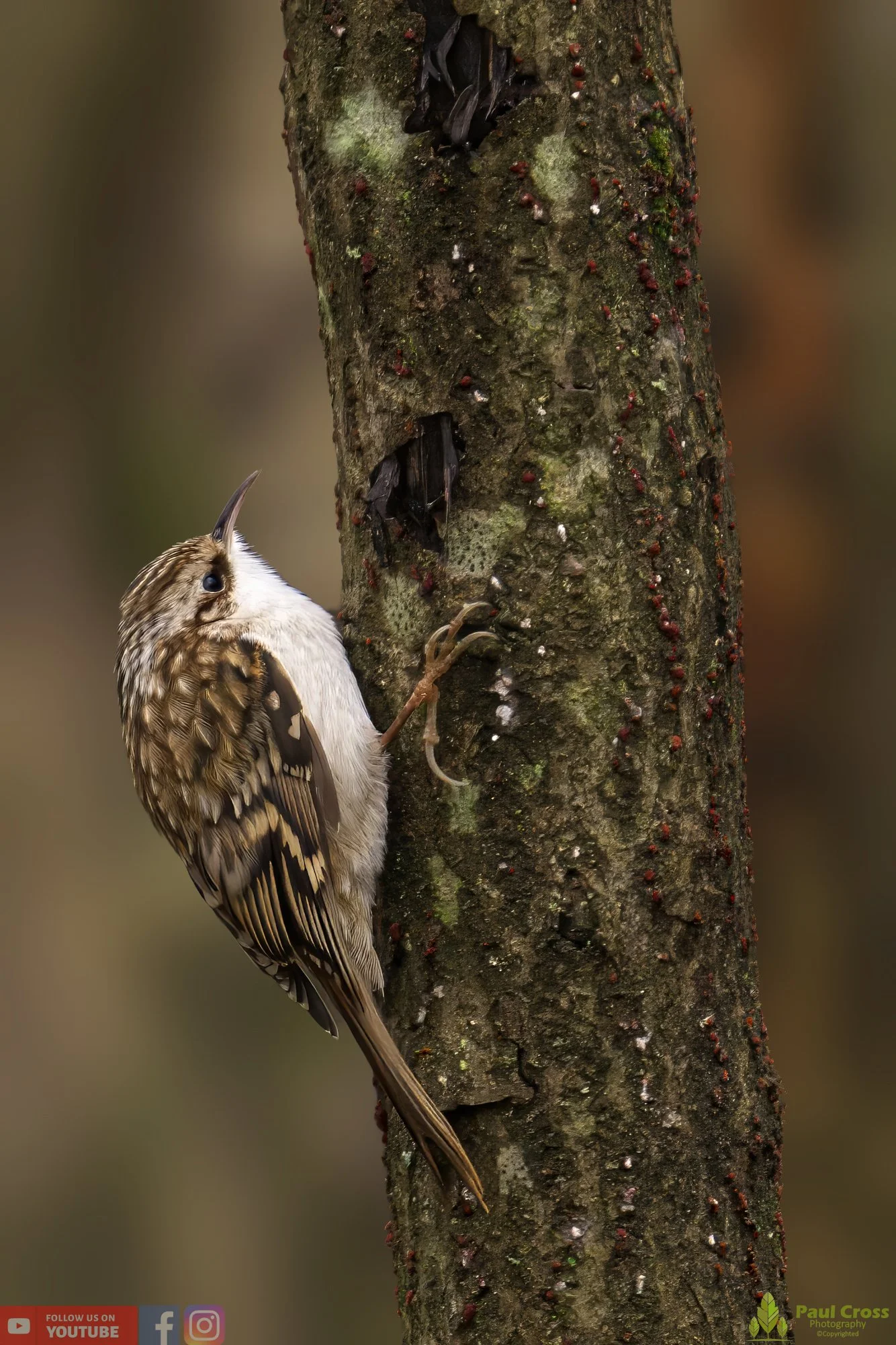 Treecreeper-00065.jpg