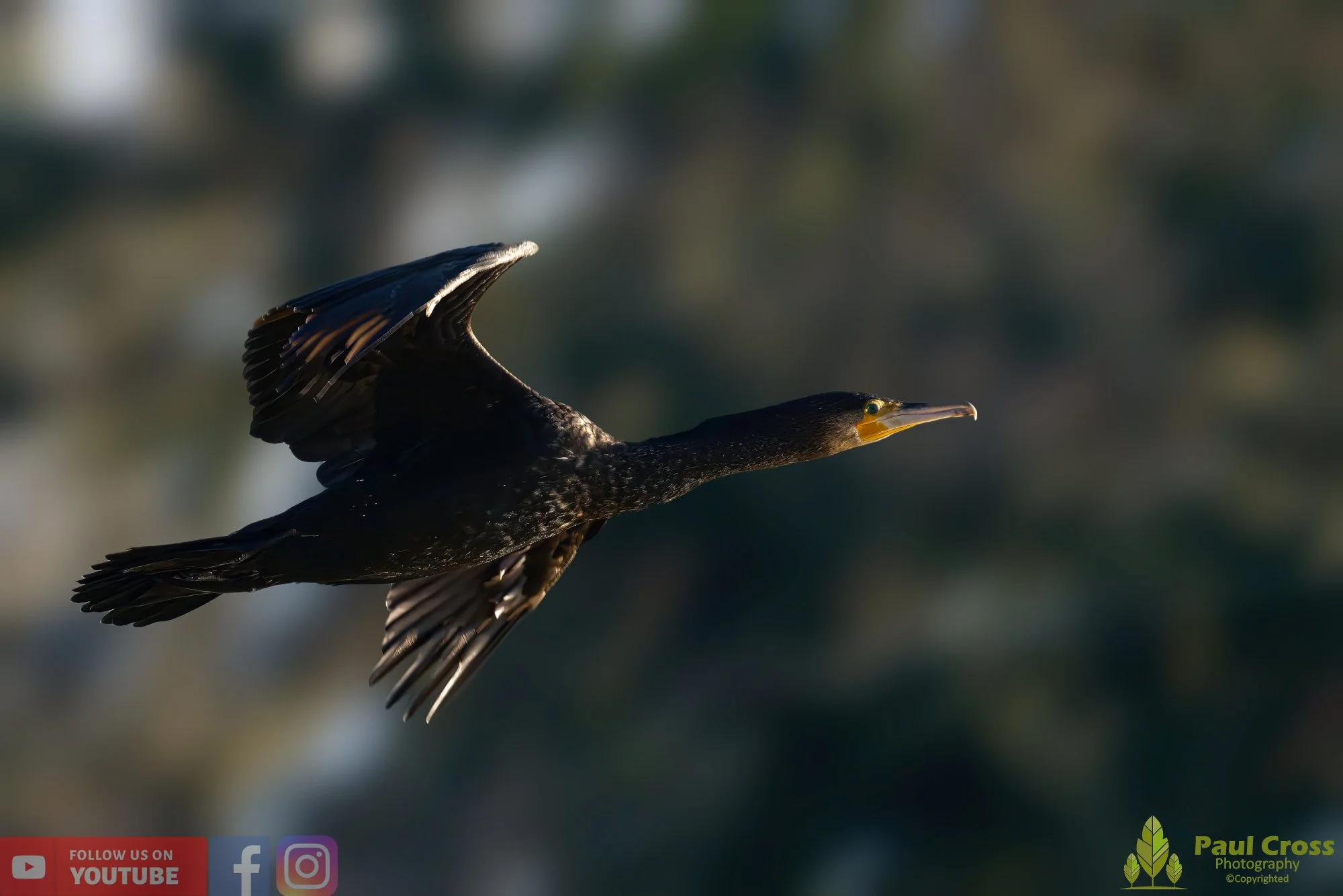 Cormorant-00189.jpg