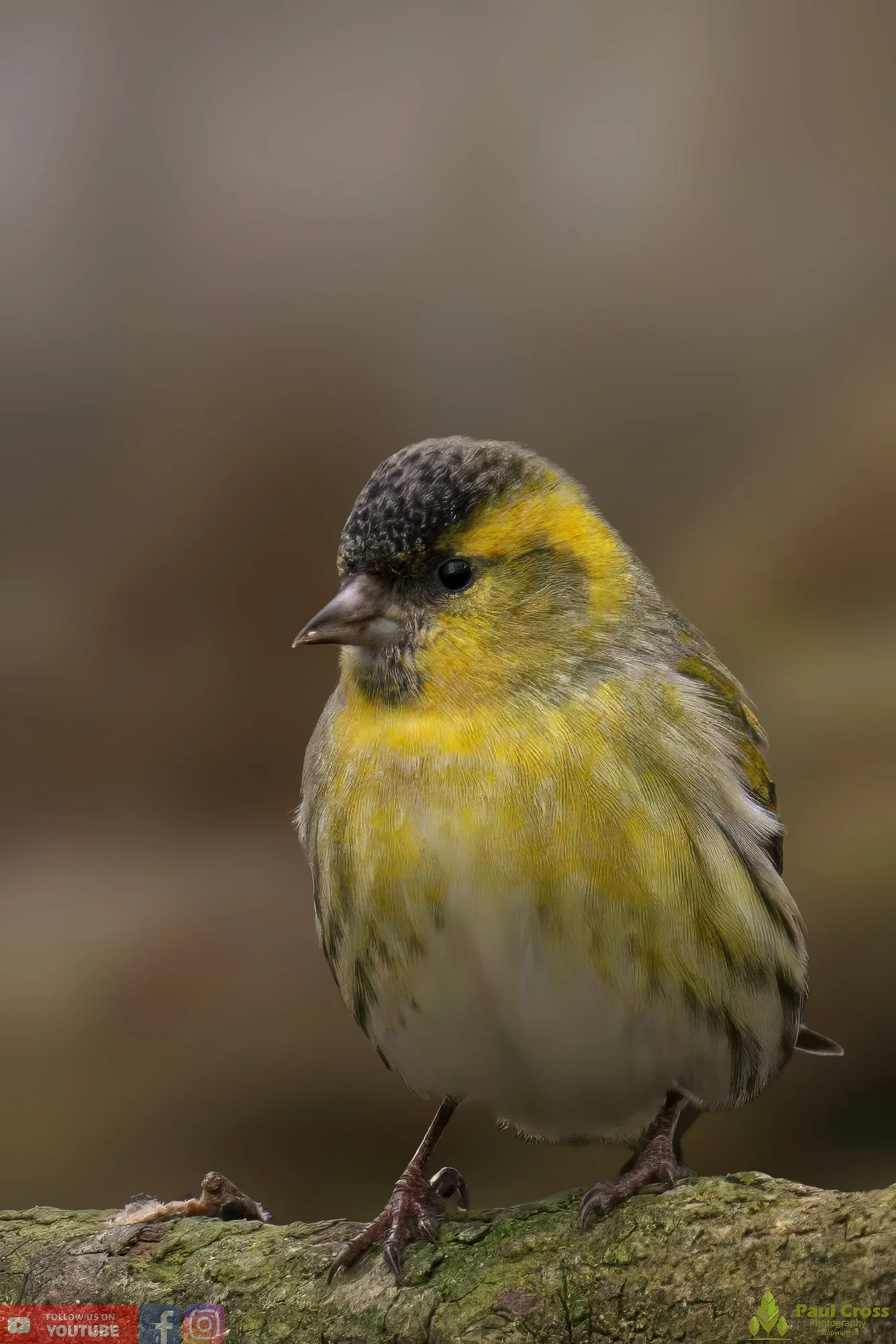 Siskin-00128.jpg