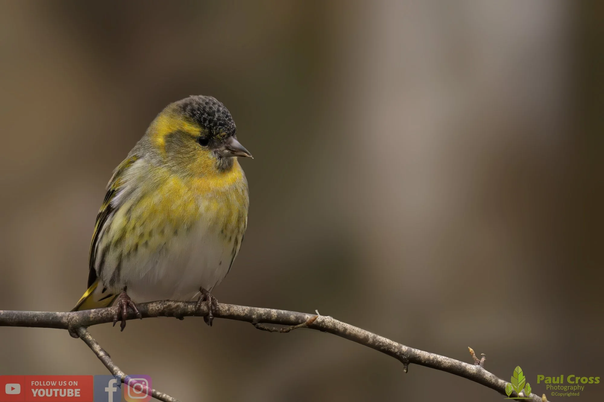 Siskin-00130.jpg