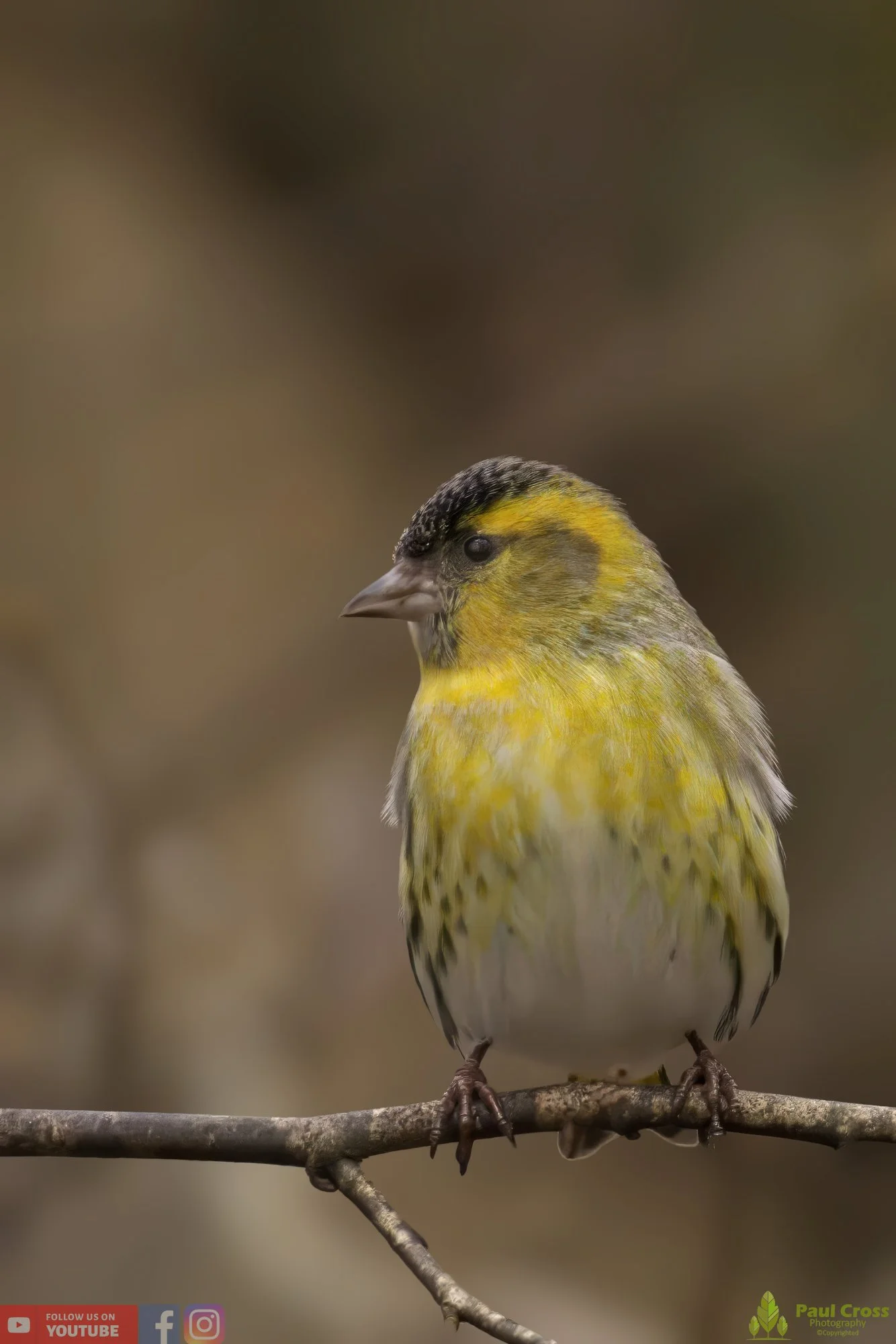 Siskin-00131.jpg