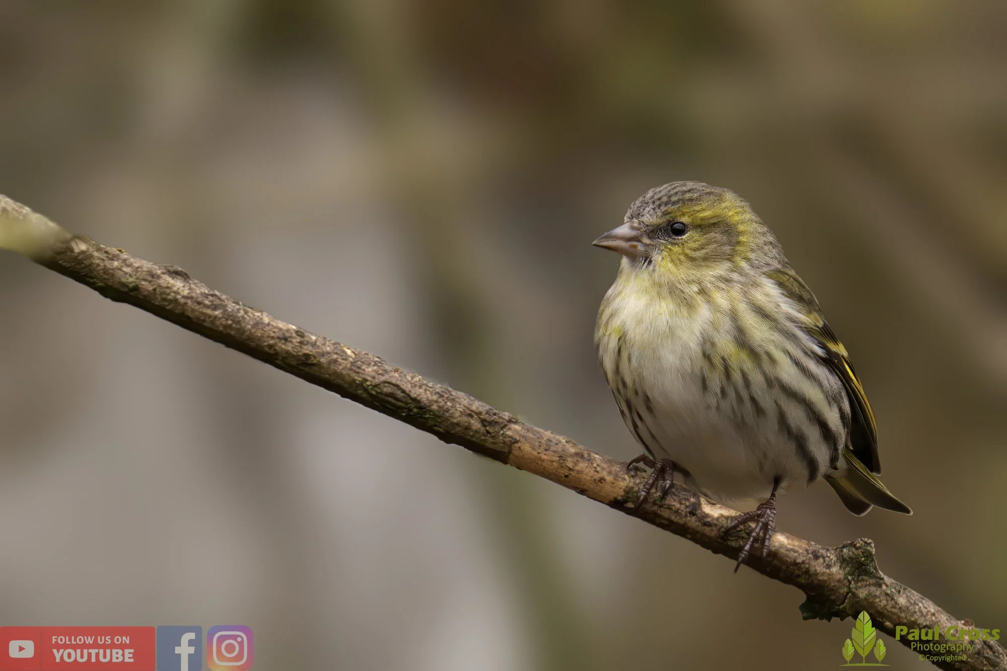 Siskin-00132.jpg