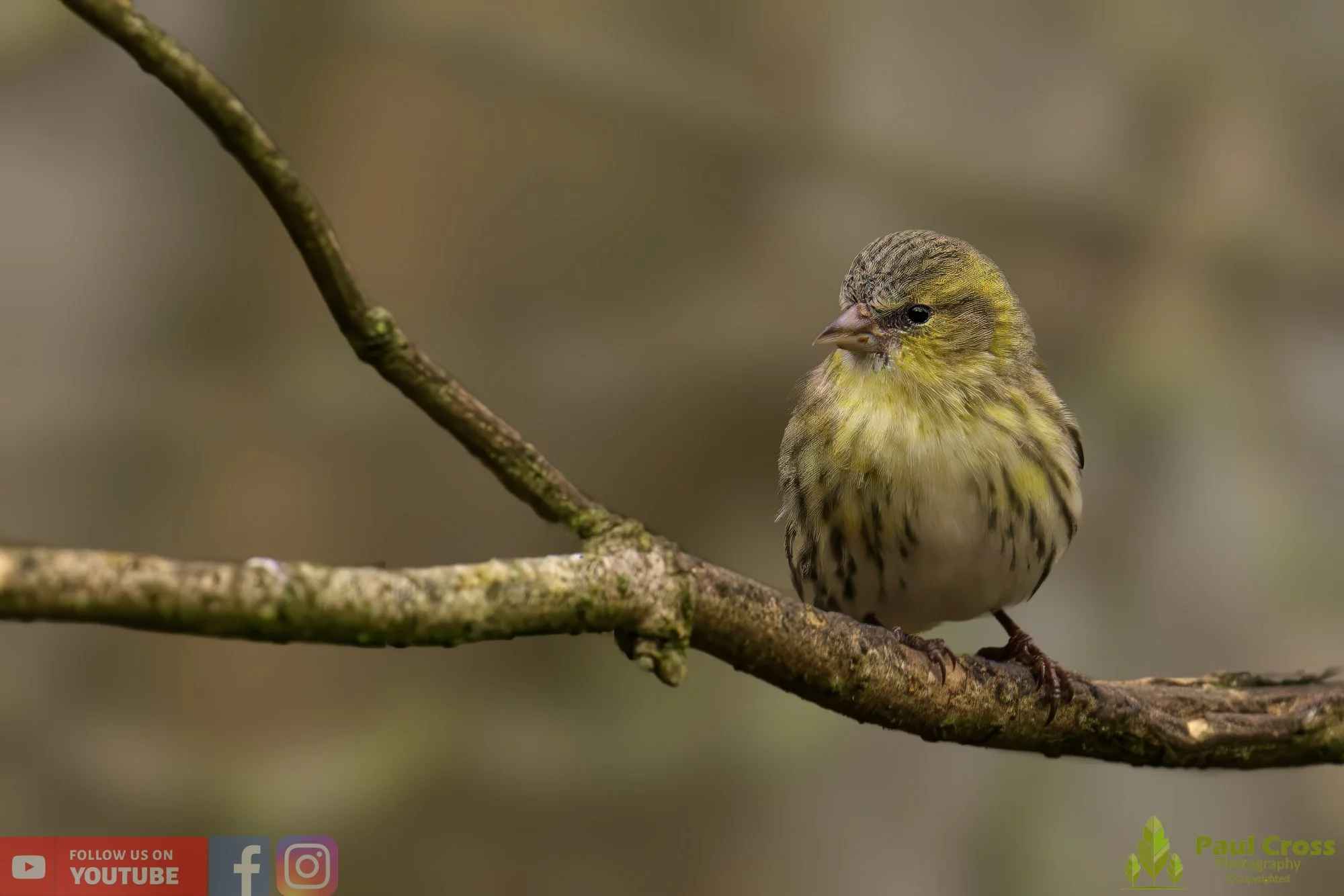 Siskin-00133.jpg