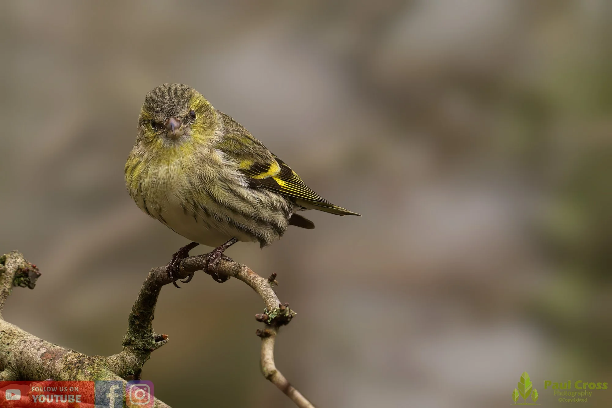 Siskin-00134.jpg