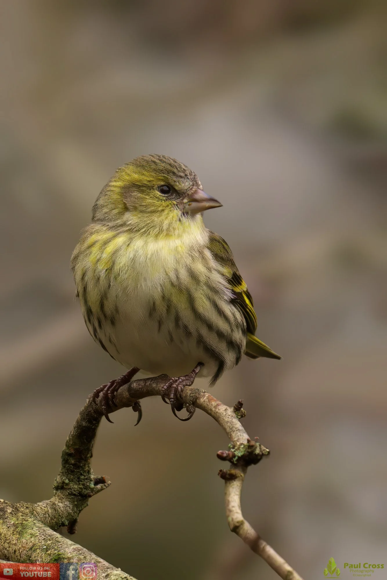 Siskin-00135.jpg