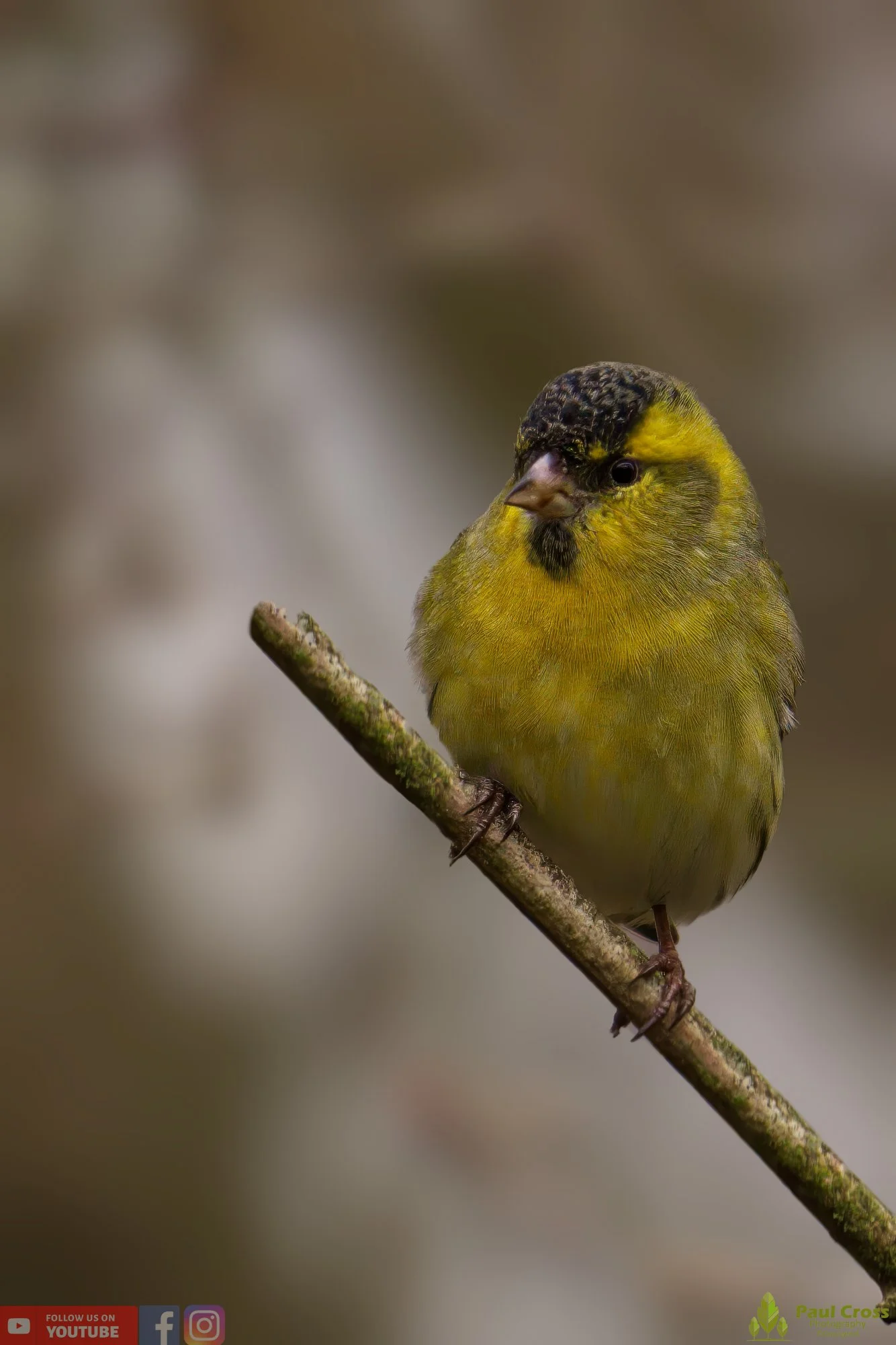 Siskin-00136.jpg