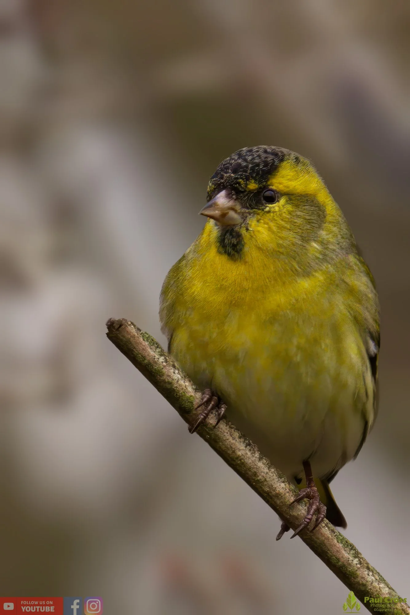 Siskin-00137.jpg