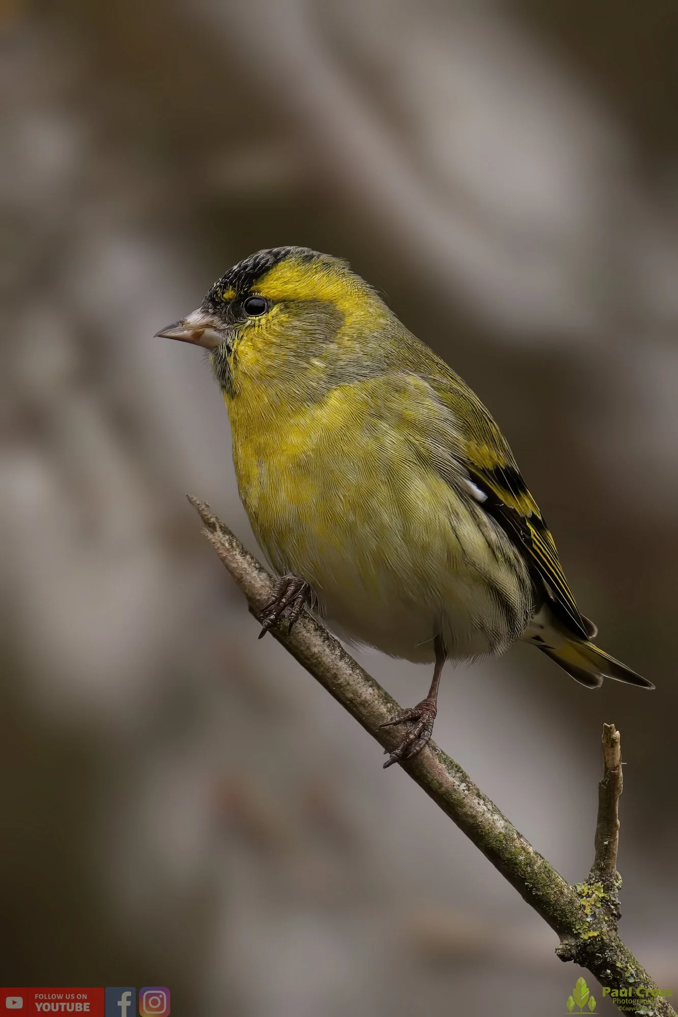 Siskin-00138.jpg