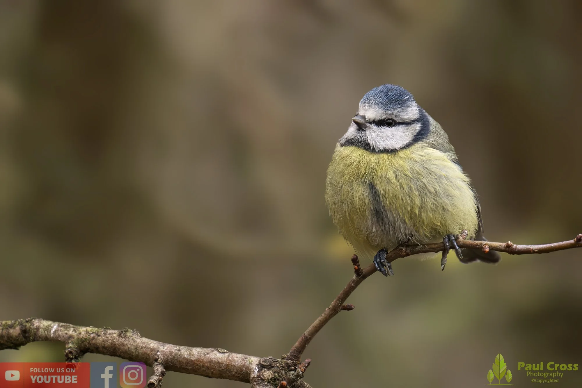 Blue Tit-00847.jpg