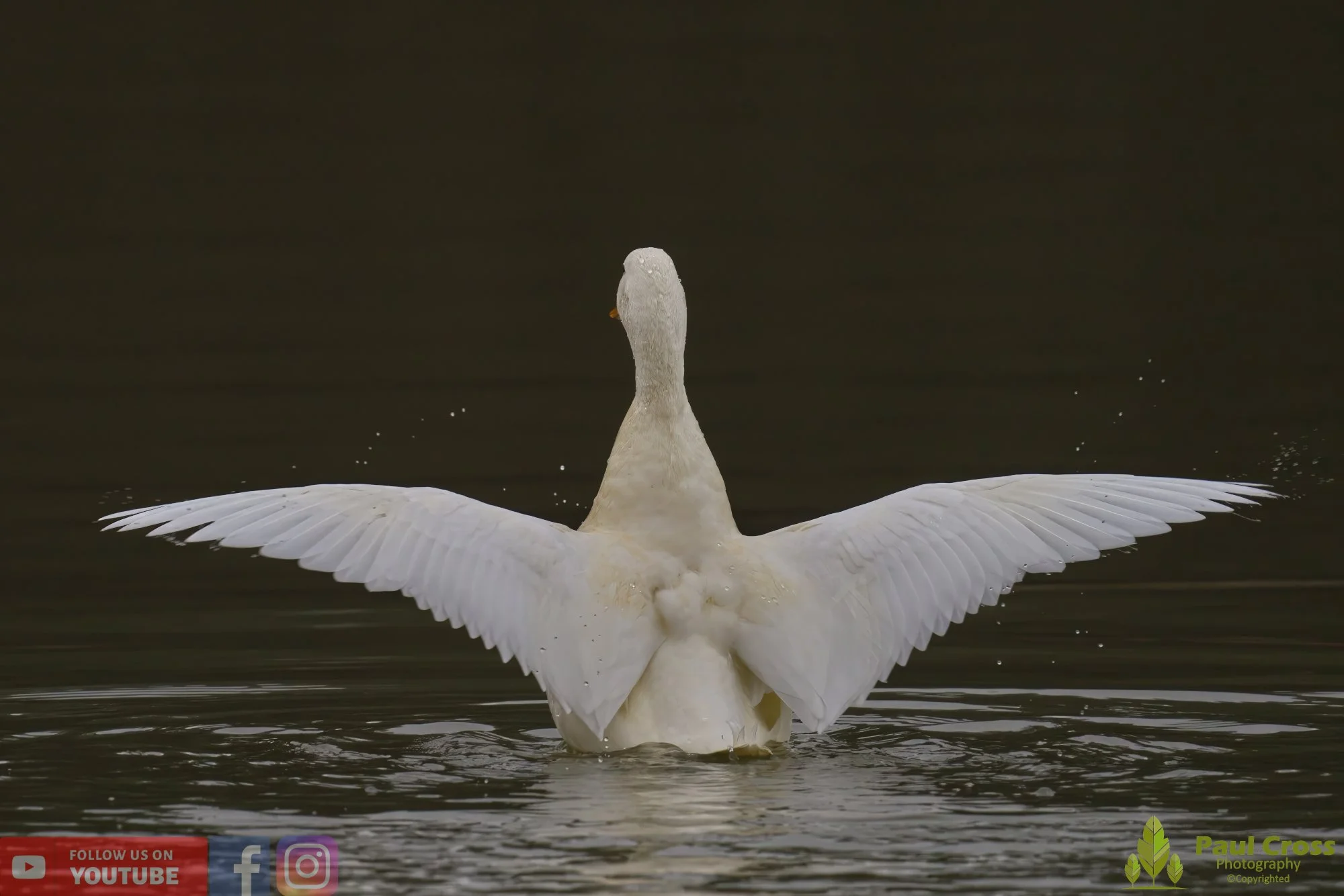 Aylesbury Duck-00023.jpg