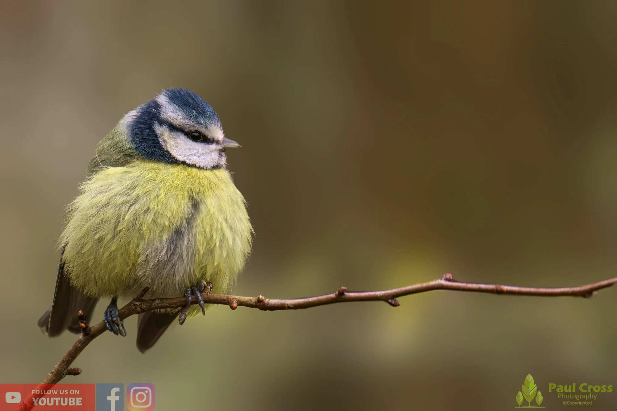 Blue Tit-00848.jpg