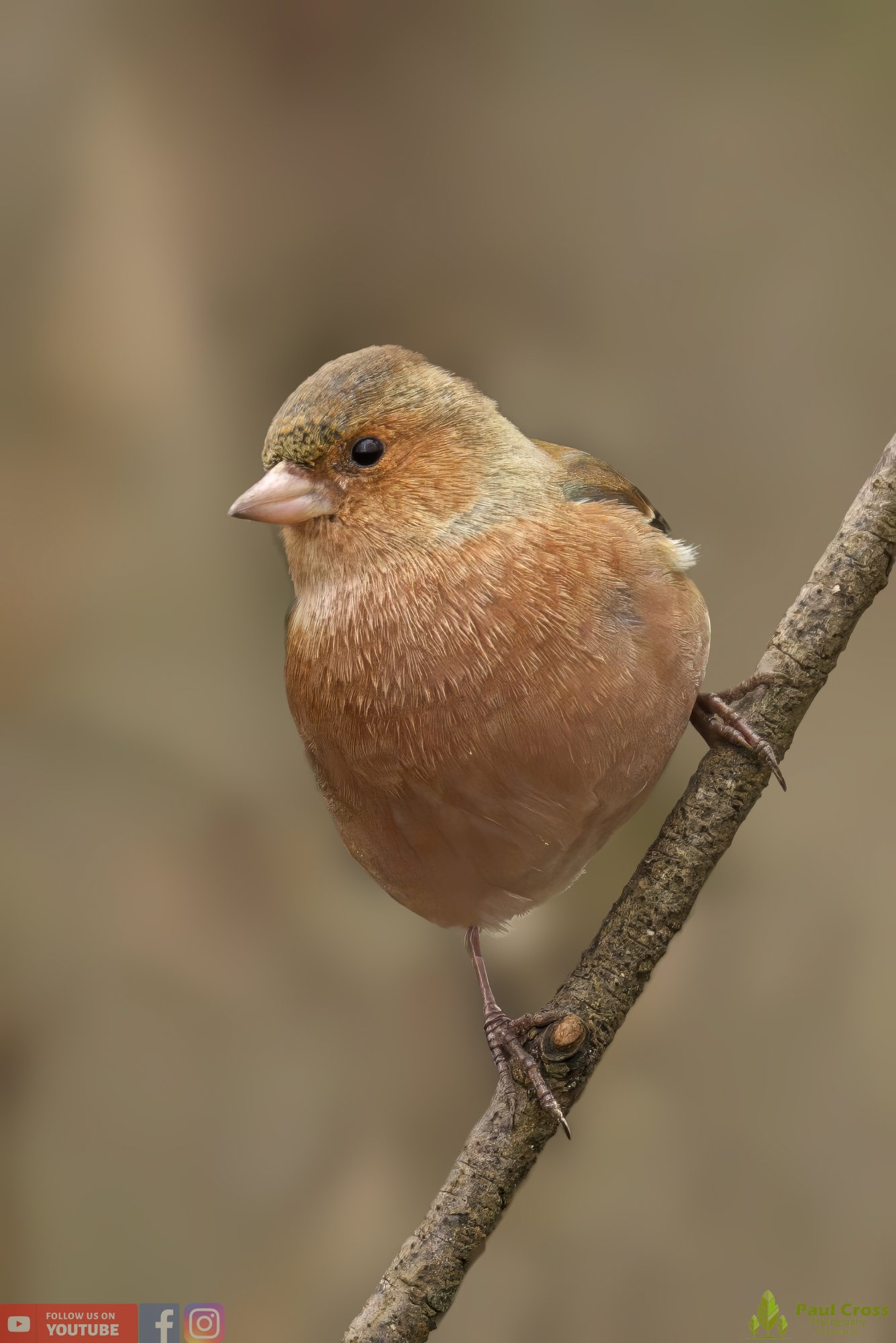 Chaffinch-00076.jpg