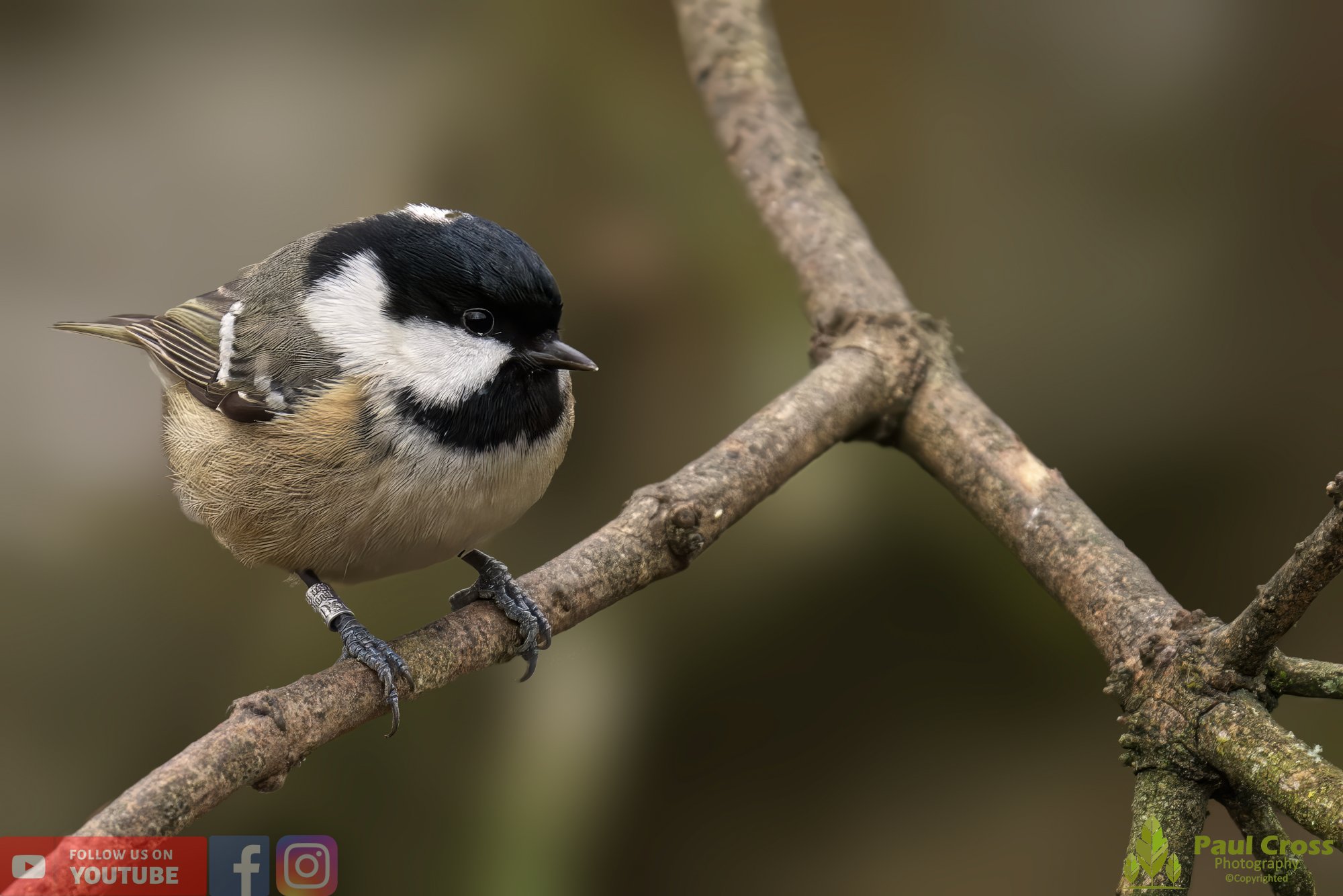 Coal Tit-00129.jpg