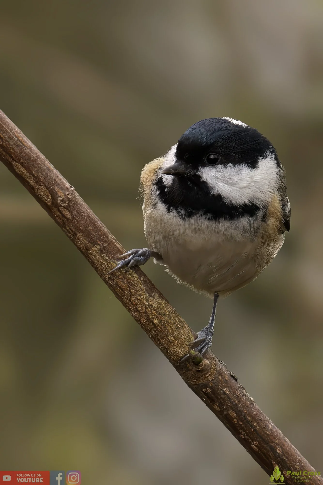 Coal Tit-00130.jpg