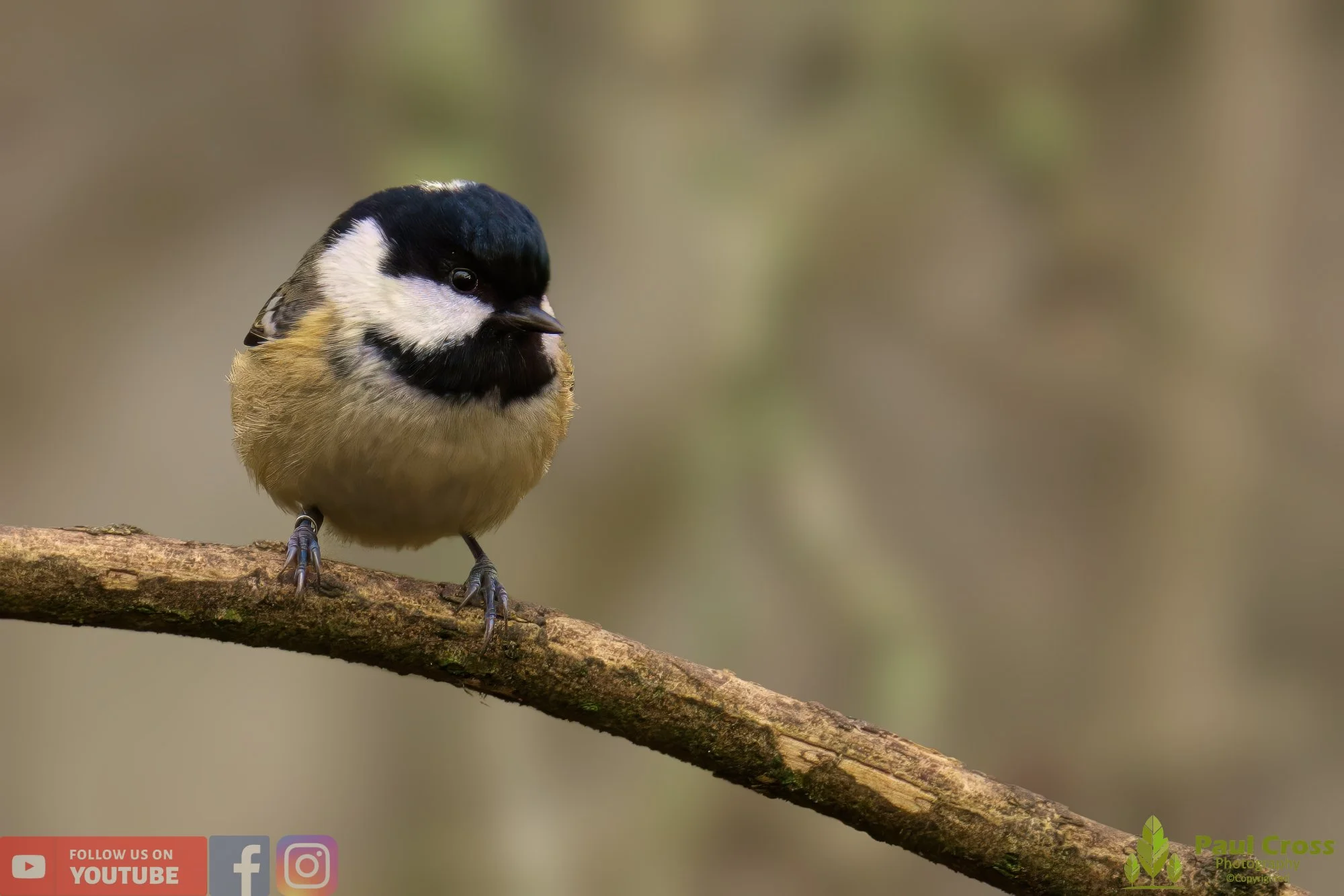 Coal Tit-00131.jpg