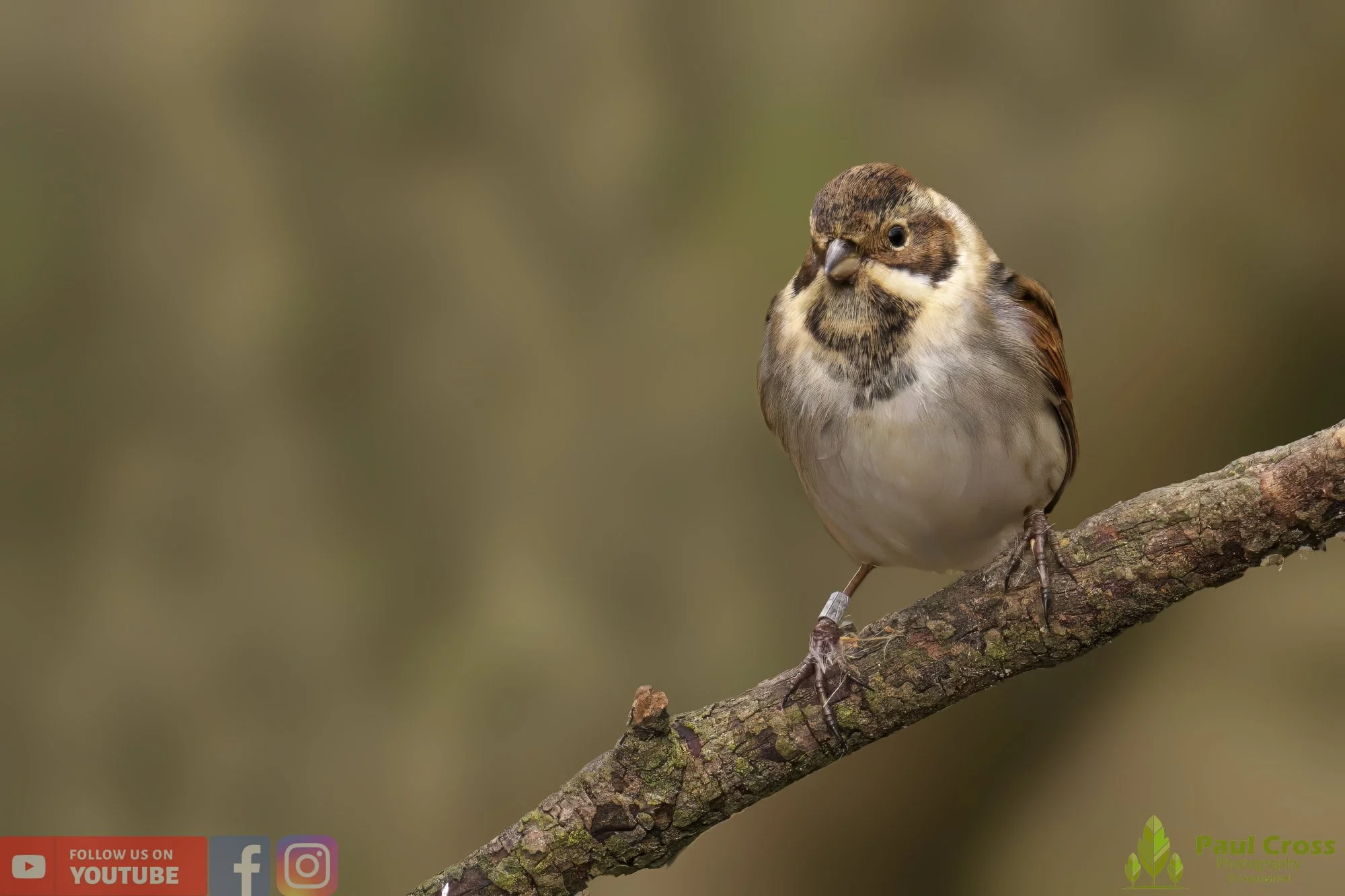 Common Reed Bunting-00054.jpg