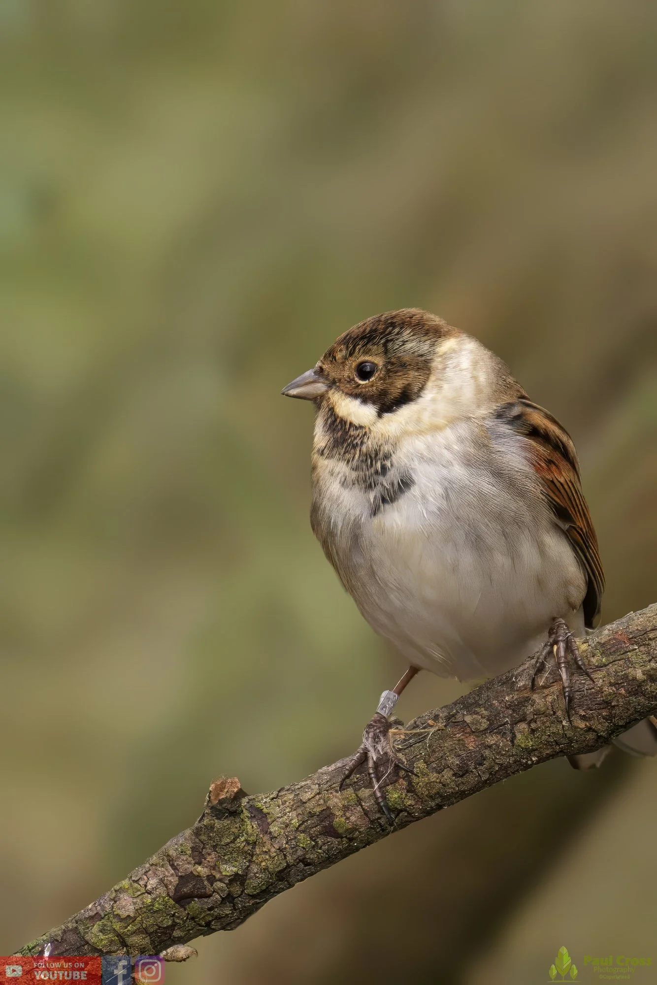Common Reed Bunting-00055.jpg
