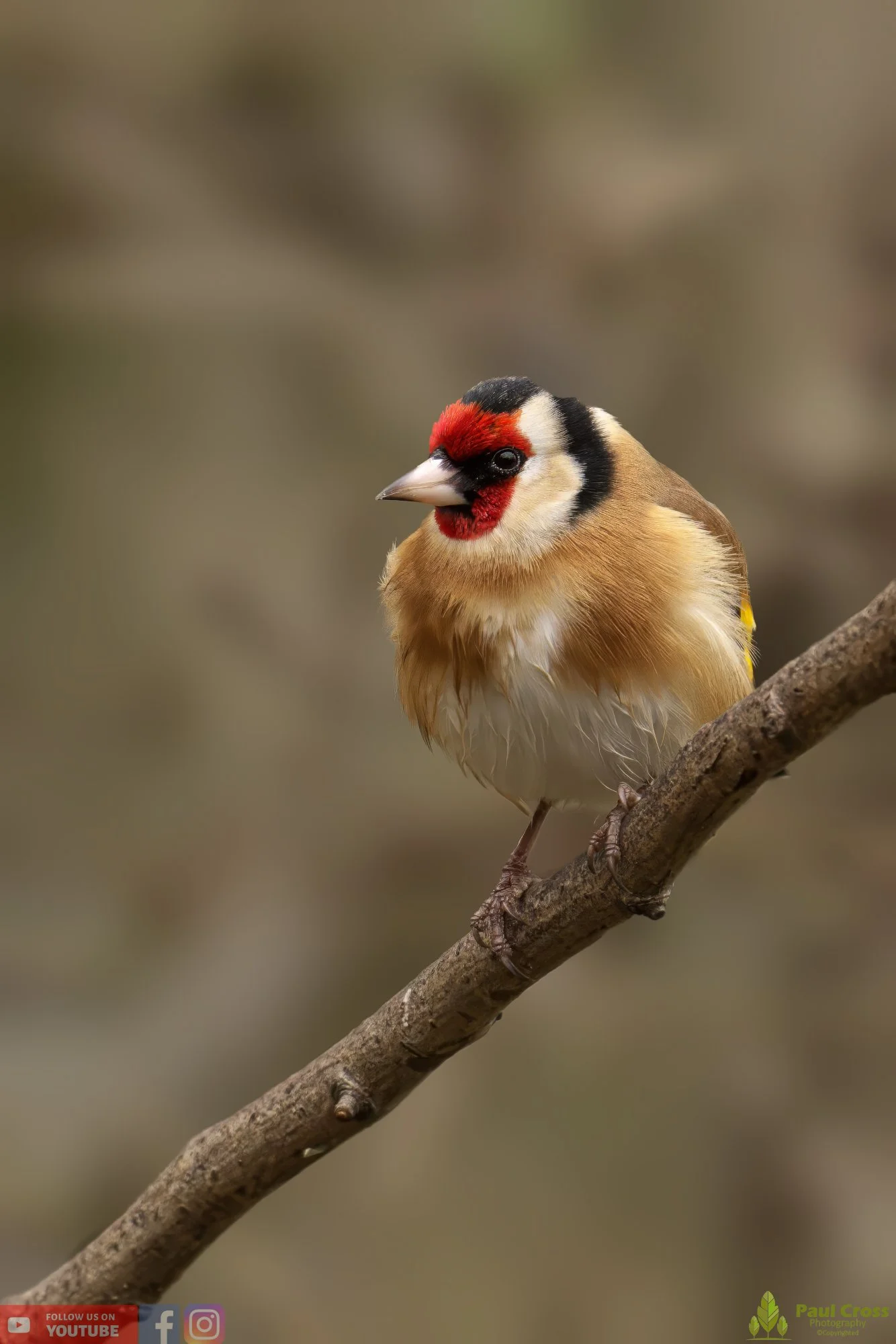 Goldfinch-00191.jpg