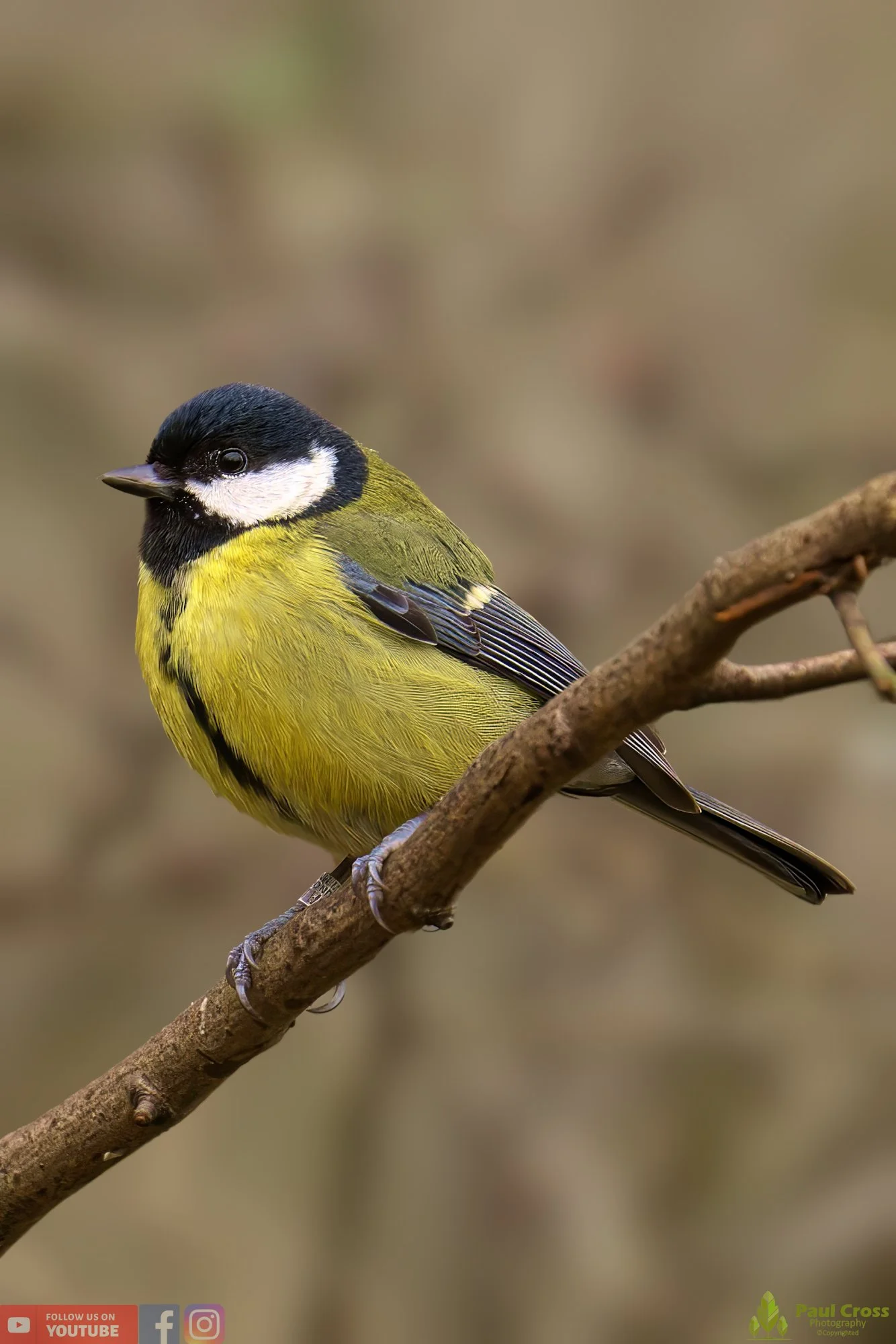 Great Tit-00263.jpg