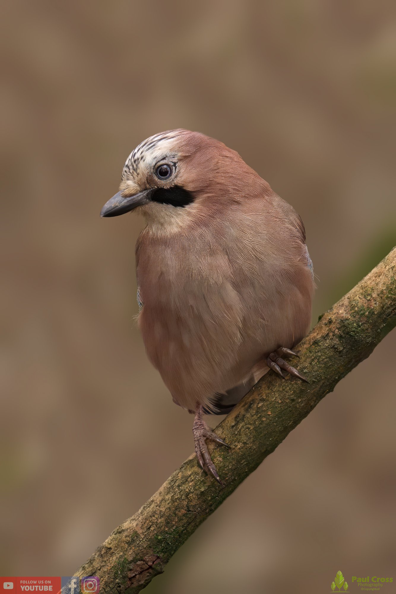Jay-00049.jpg