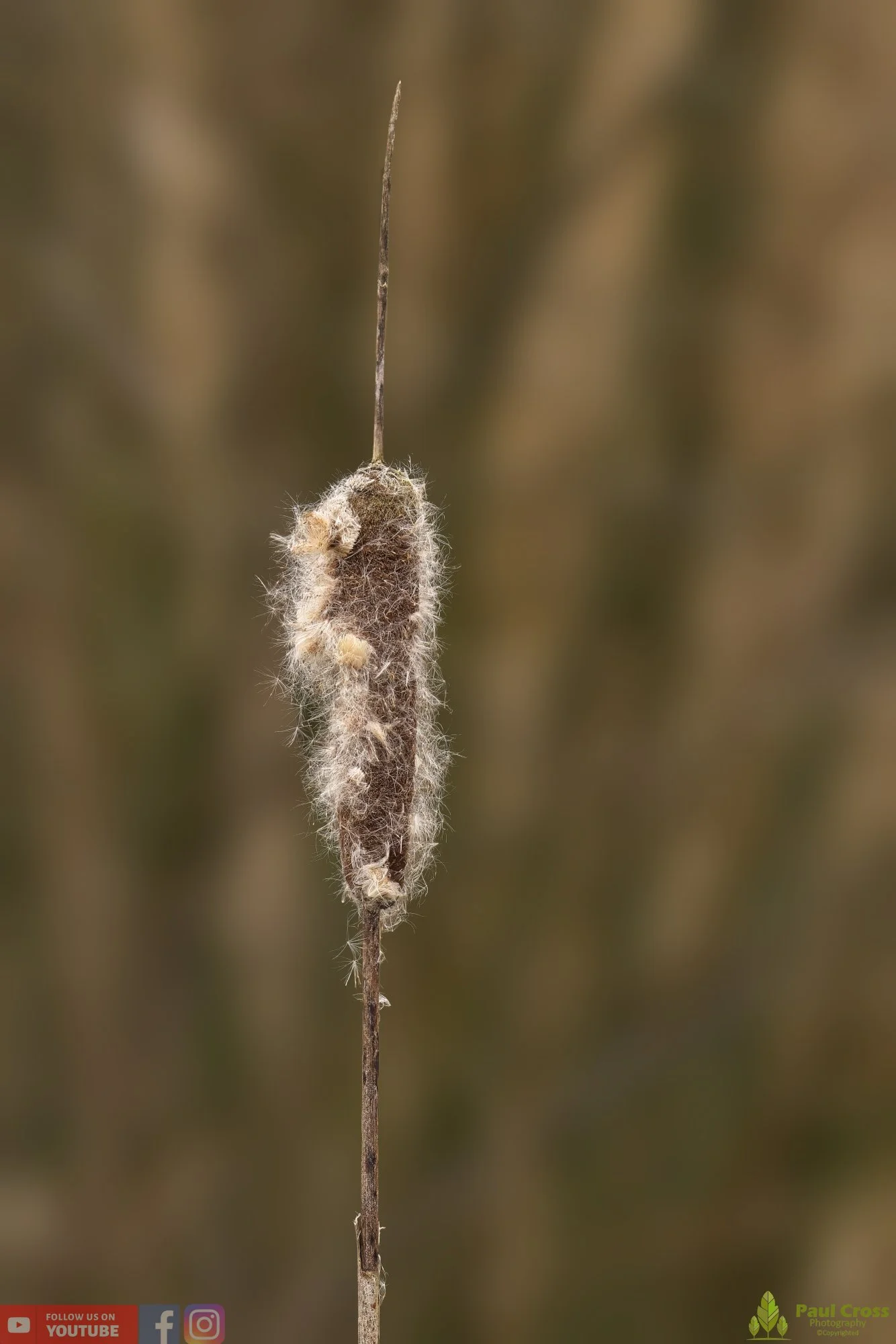 Bull Rush-00018.jpg