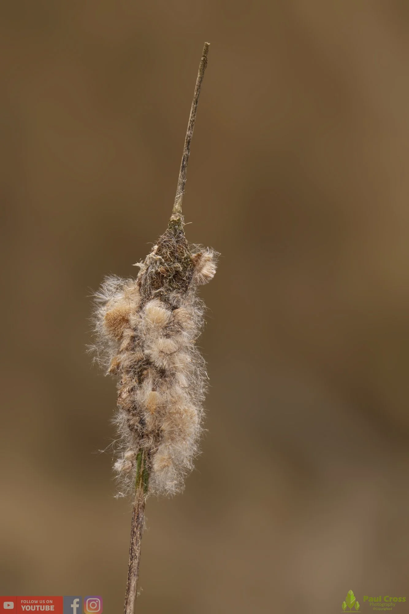 Bull Rush-00019.jpg