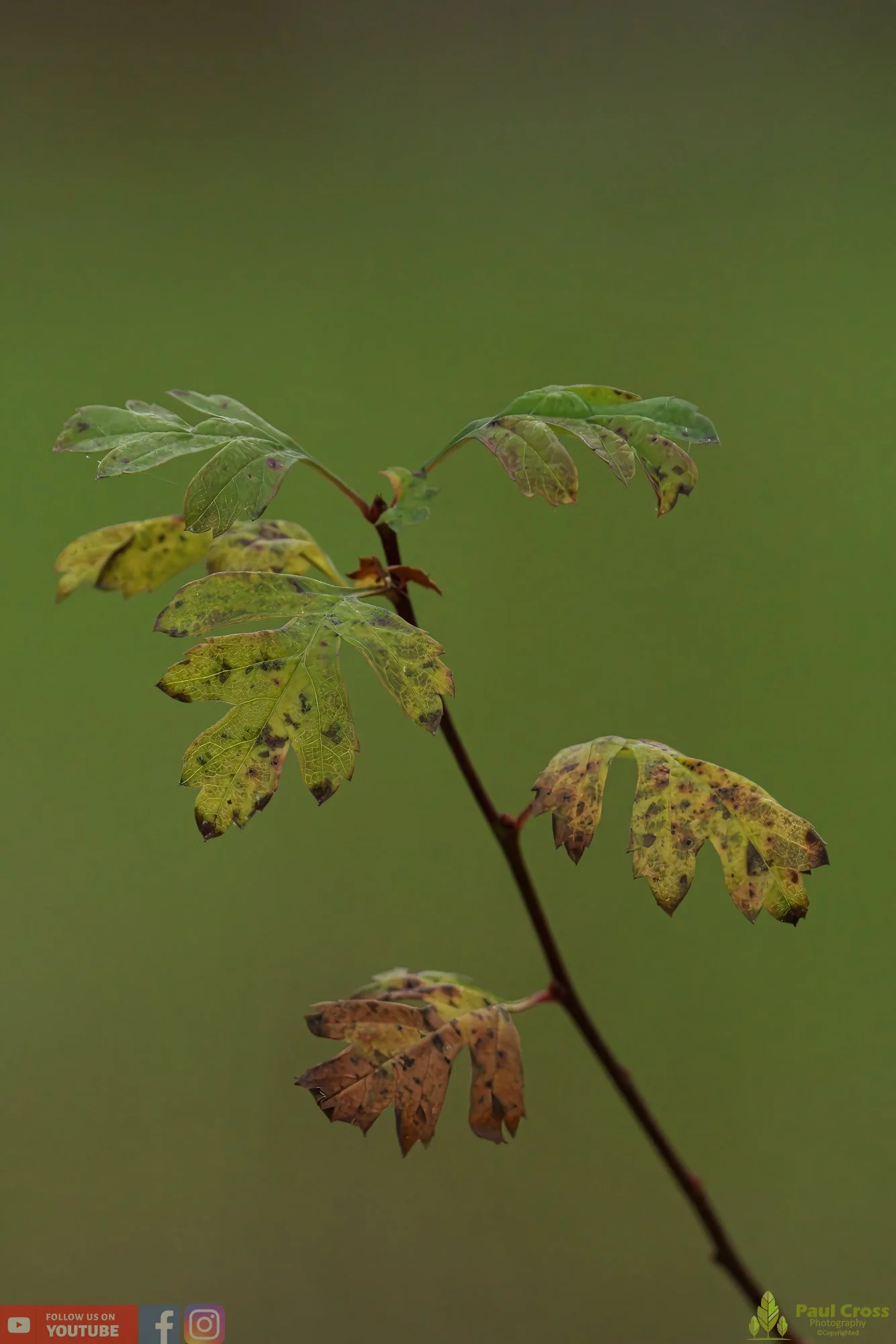 Common Hawthorn-00001.jpg