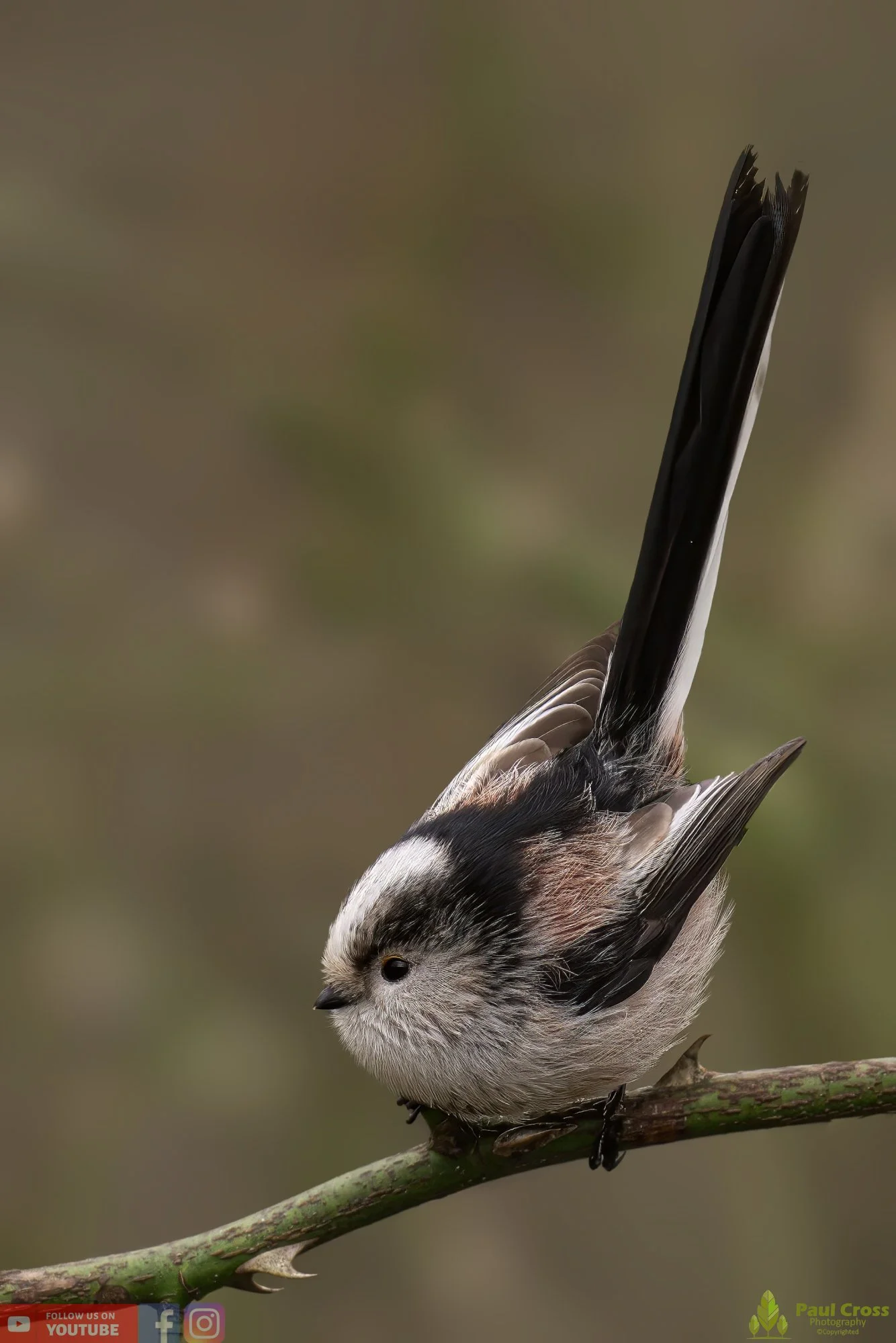 Long Tailed Tit-00274.jpg