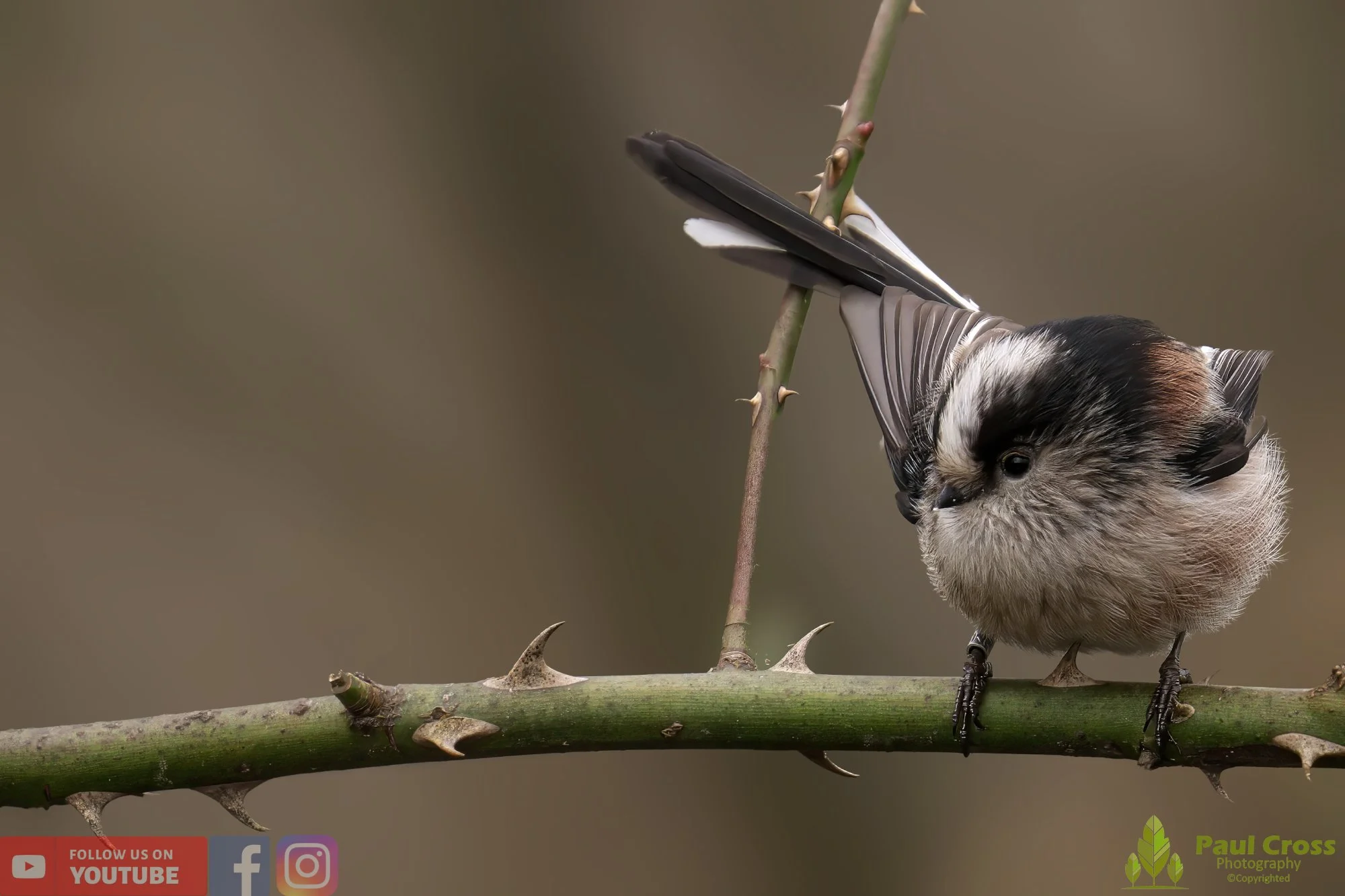 Long Tailed Tit-00275.jpg