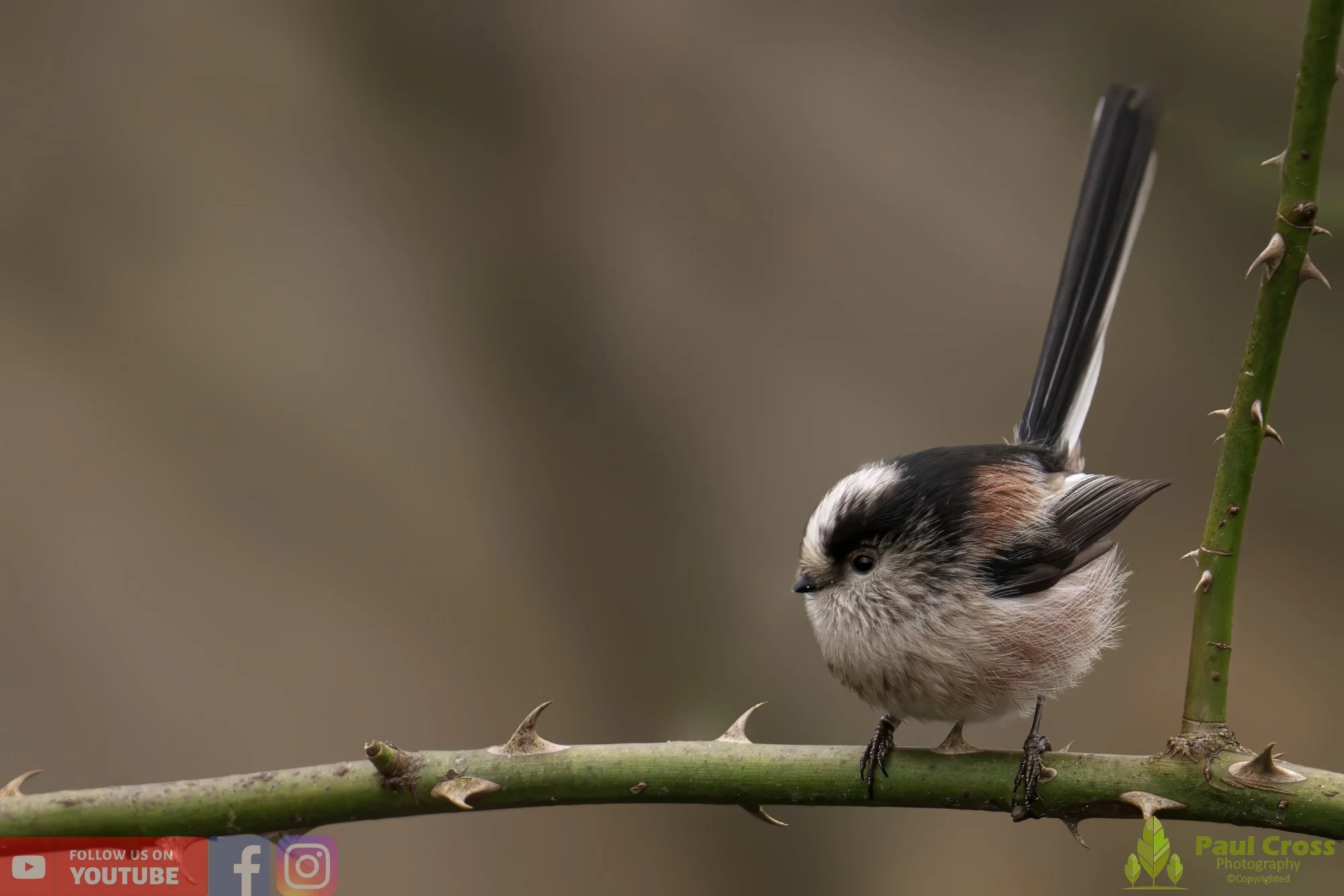Long Tailed Tit-00276.jpg