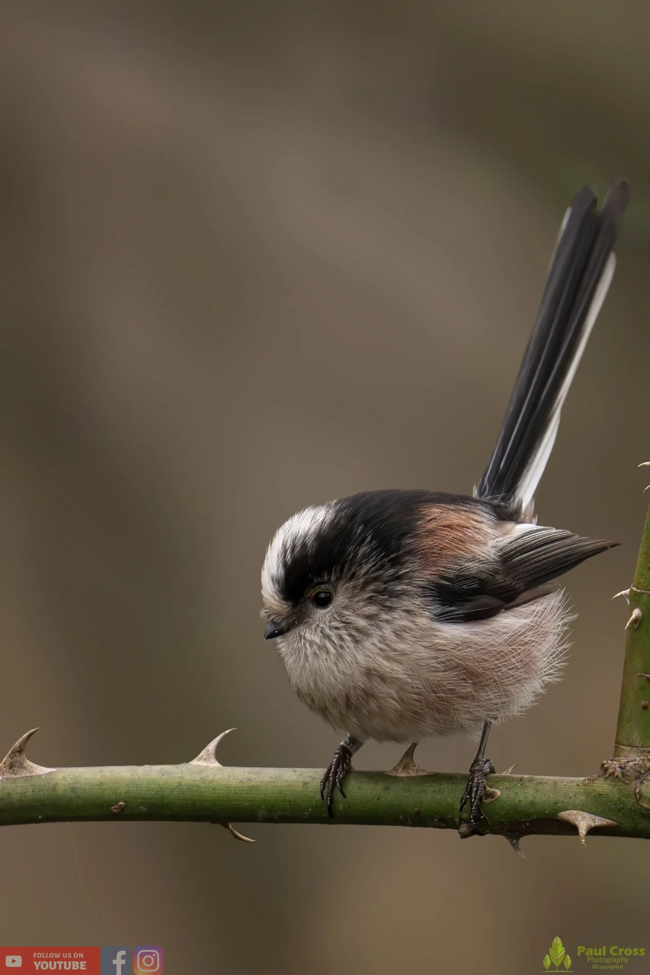 Long Tailed Tit-00277.jpg
