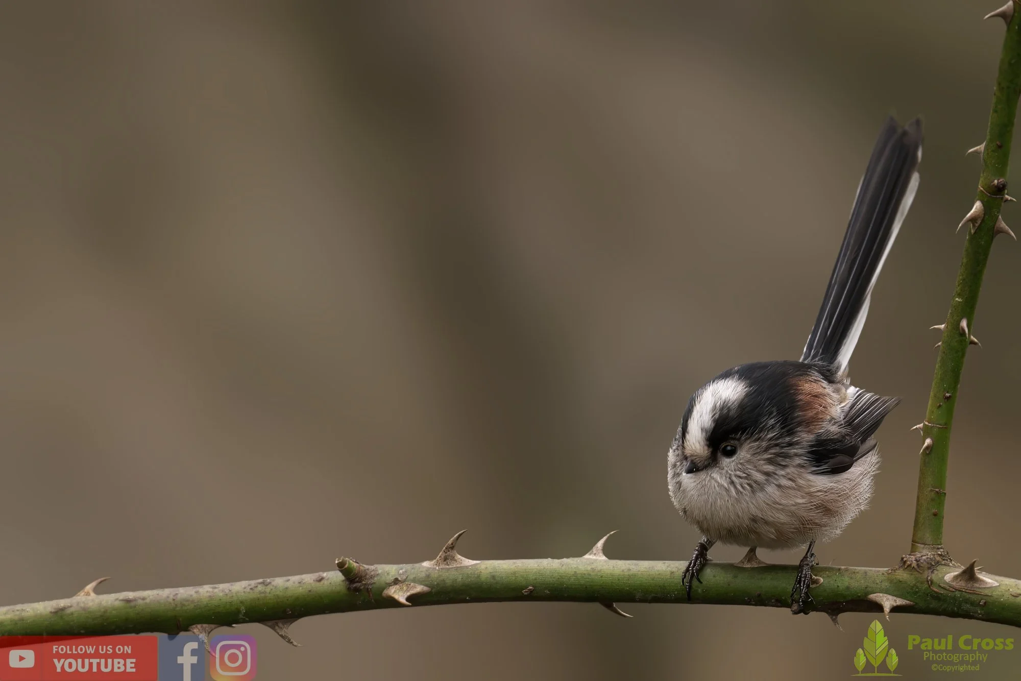 Long Tailed Tit-00279.jpg