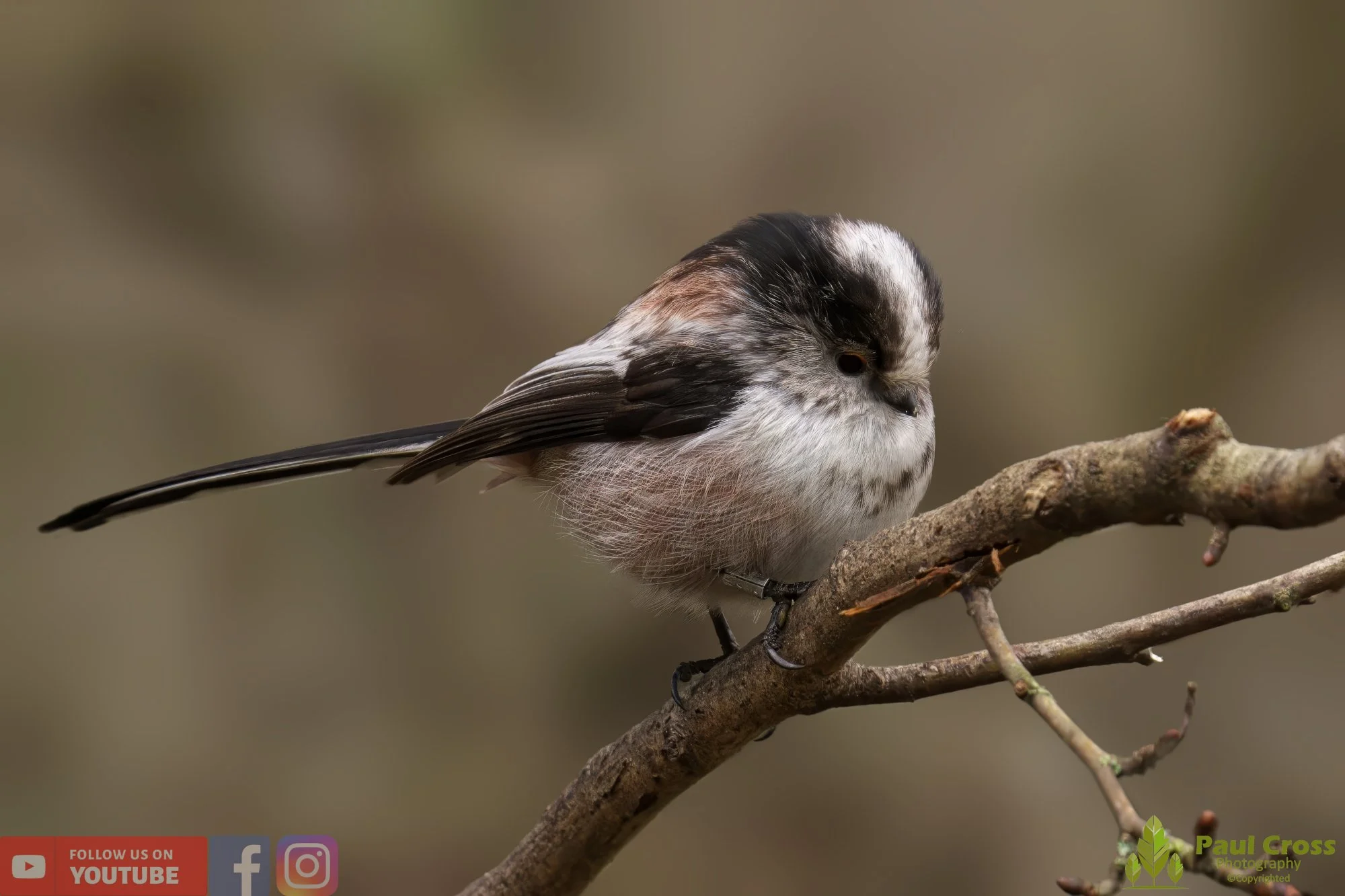 Long Tailed Tit-00281.jpg