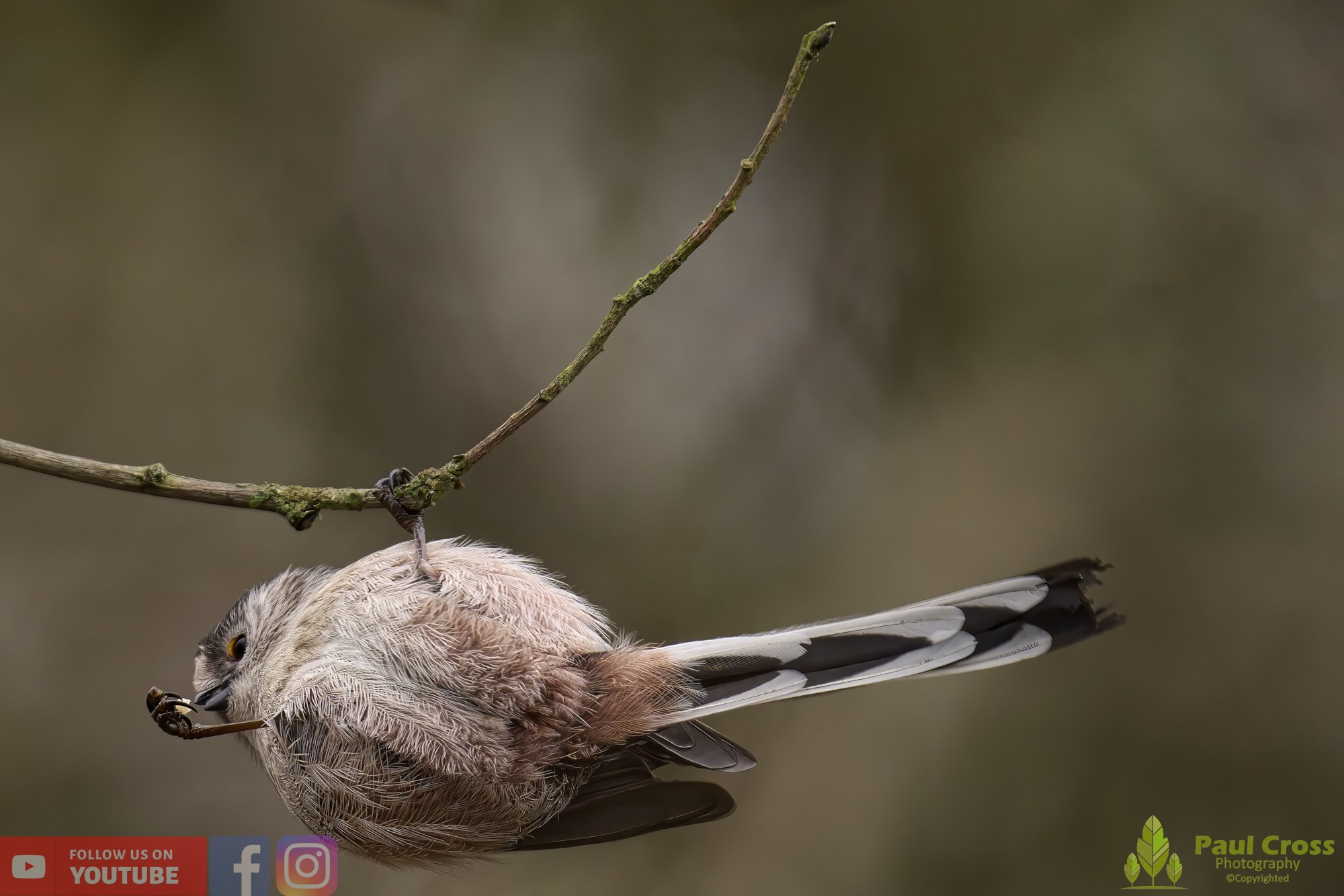 Long Tailed Tit-00282.jpg