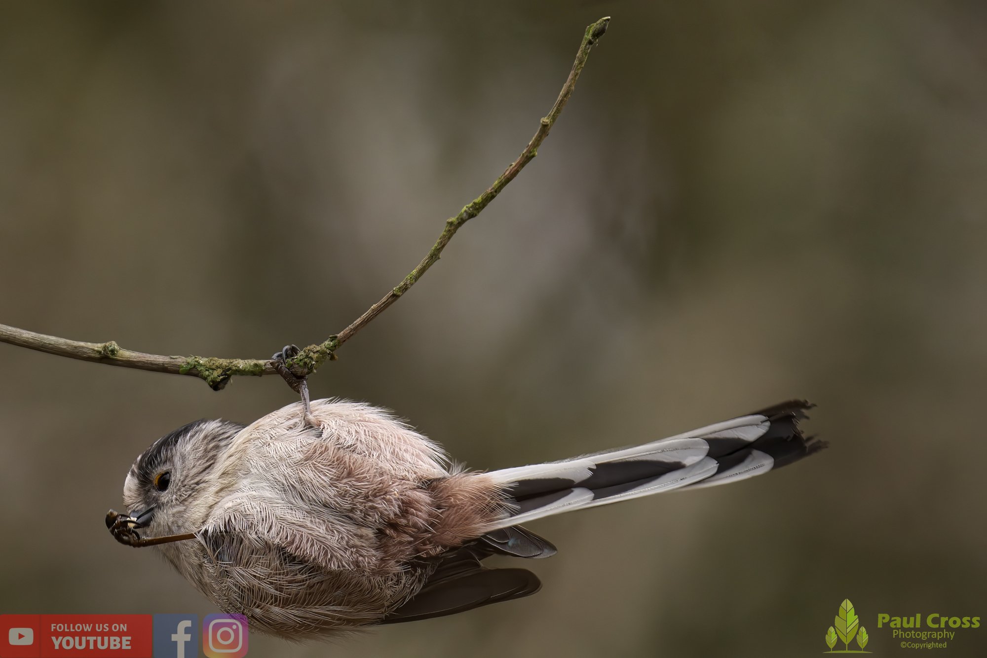 Long Tailed Tit-00283.jpg