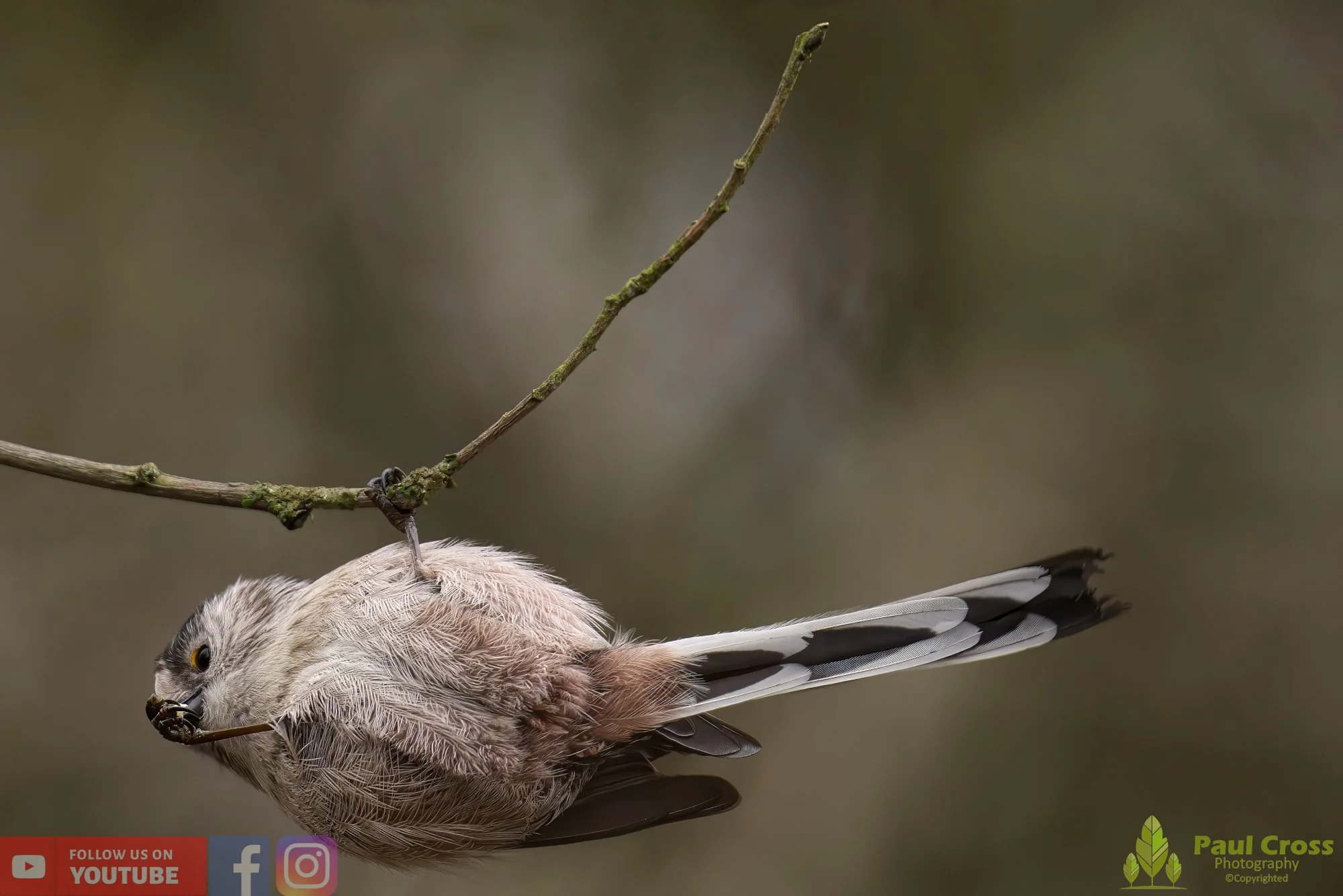 Long Tailed Tit-00284.jpg