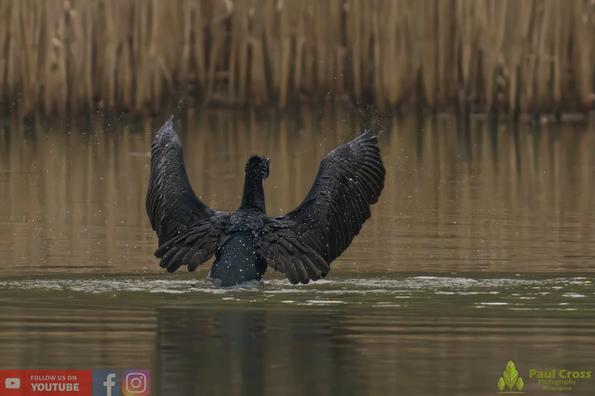 Cormorant-00206.jpg