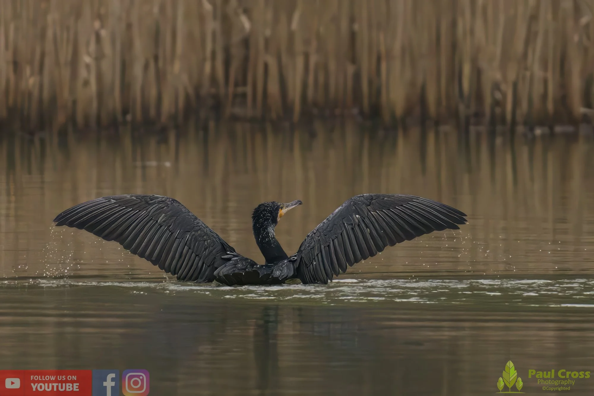 Cormorant-00205.jpg