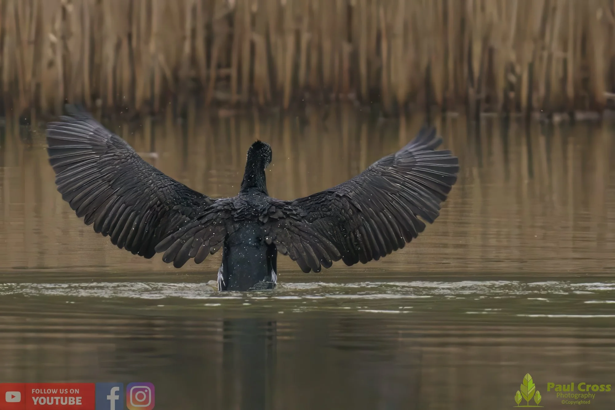 Cormorant-00207.jpg