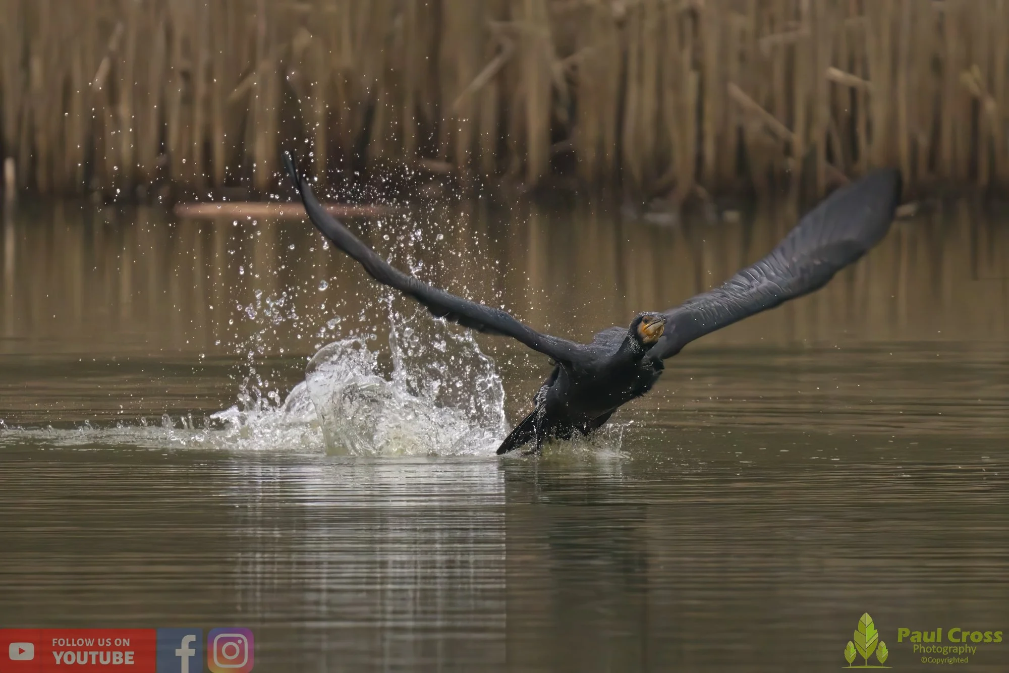 Cormorant-00208.jpg