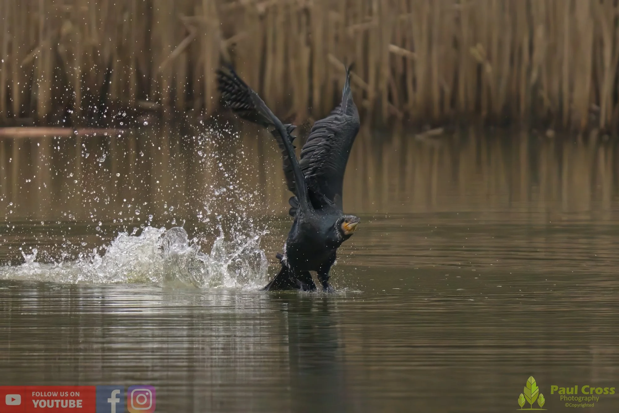Cormorant-00209.jpg