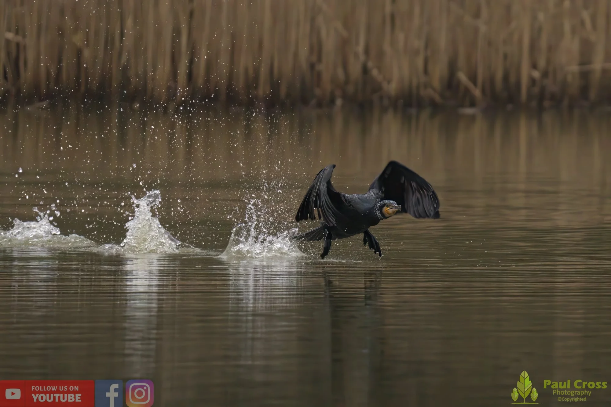 Cormorant-00210.jpg