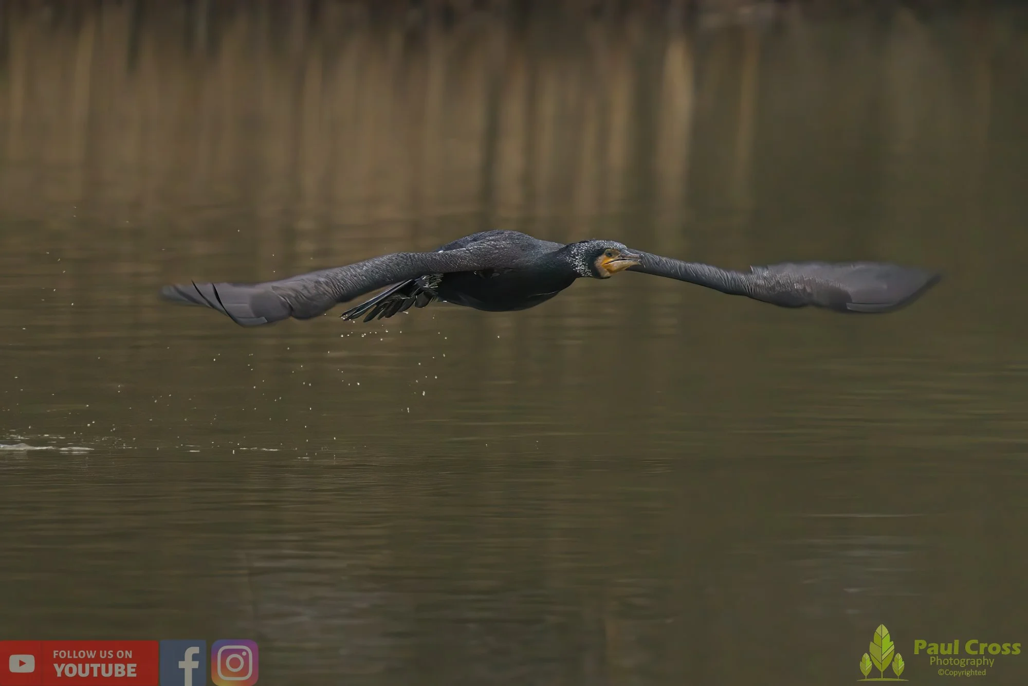 Cormorant-00211.jpg