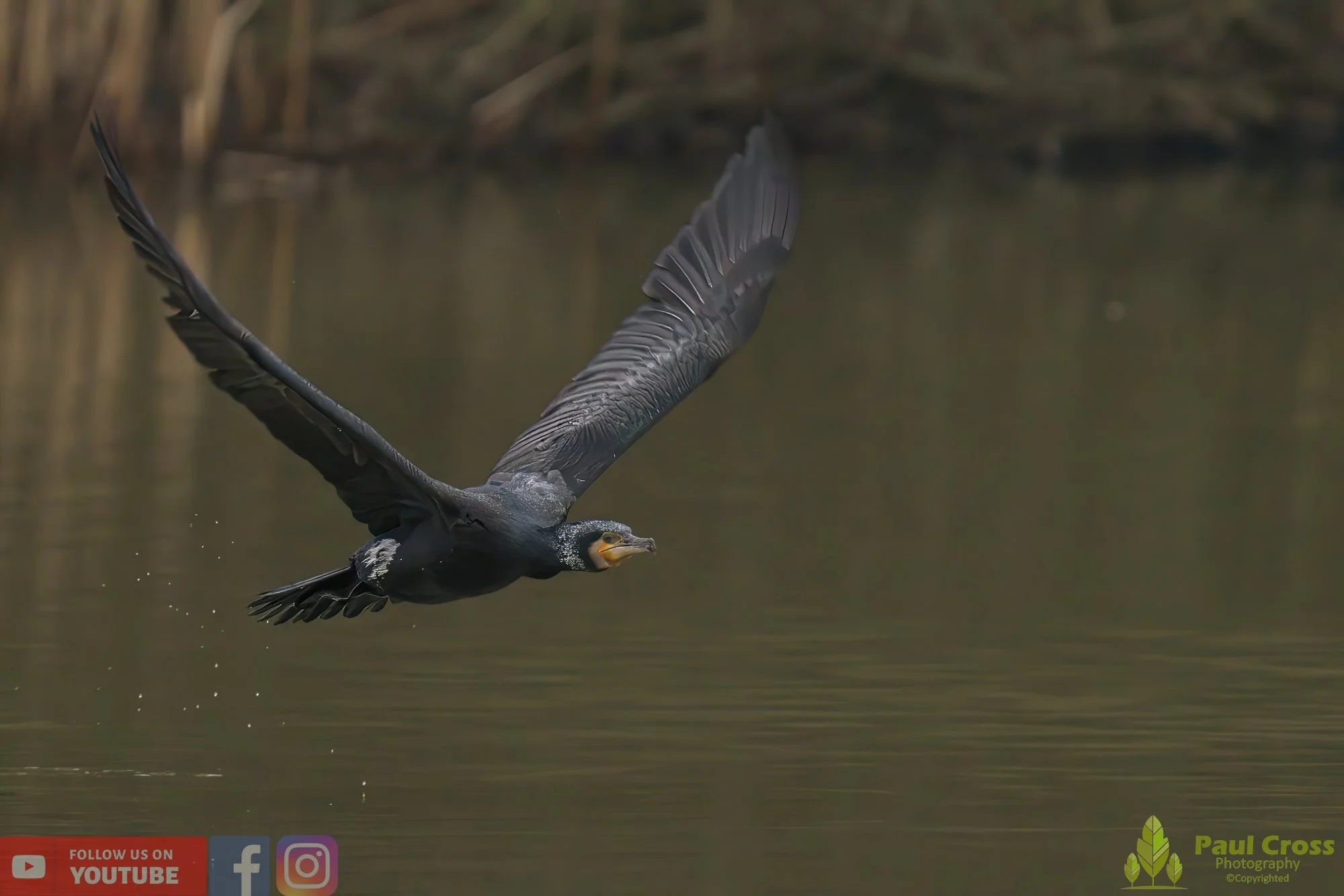 Cormorant-00212.jpg