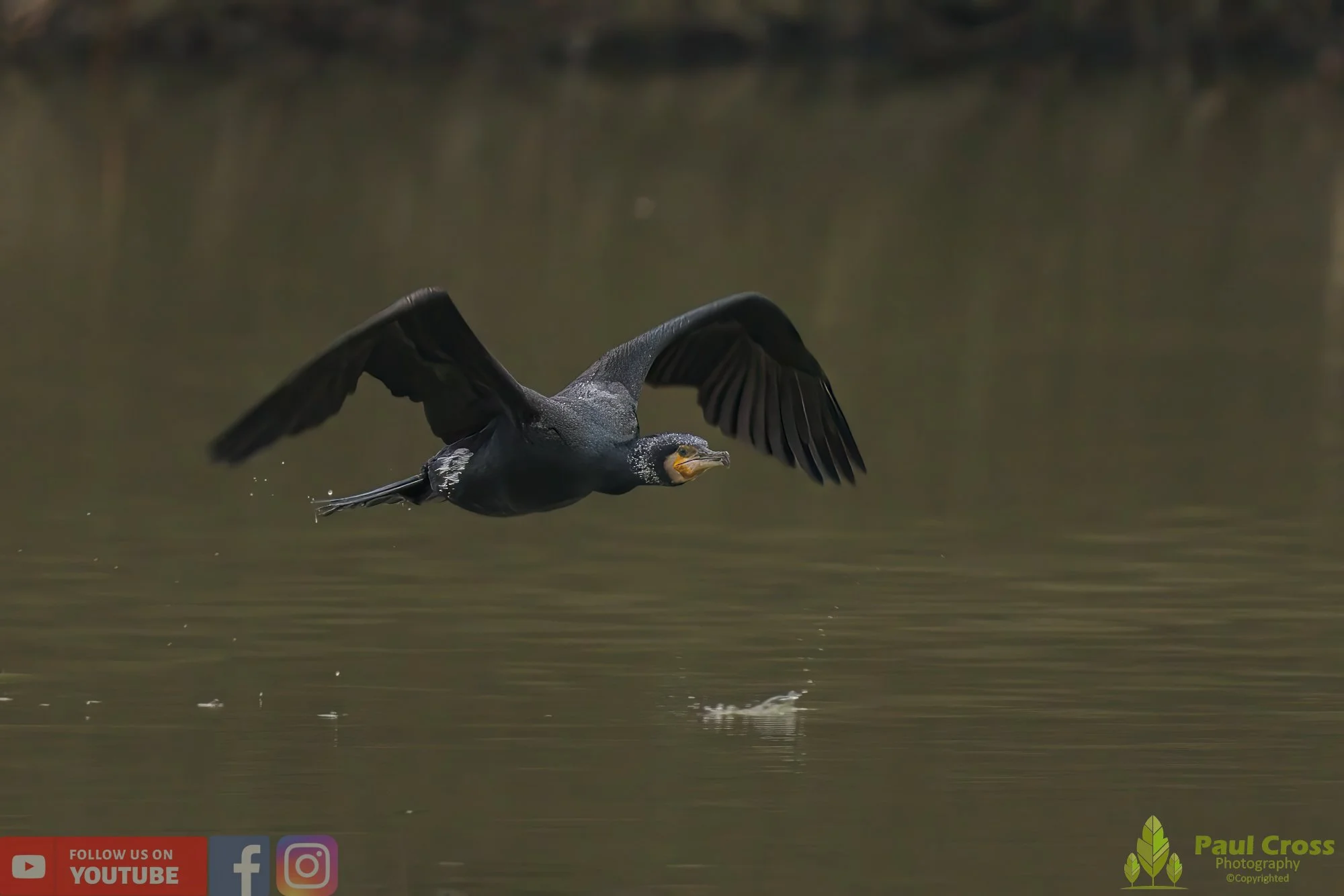 Cormorant-00213.jpg