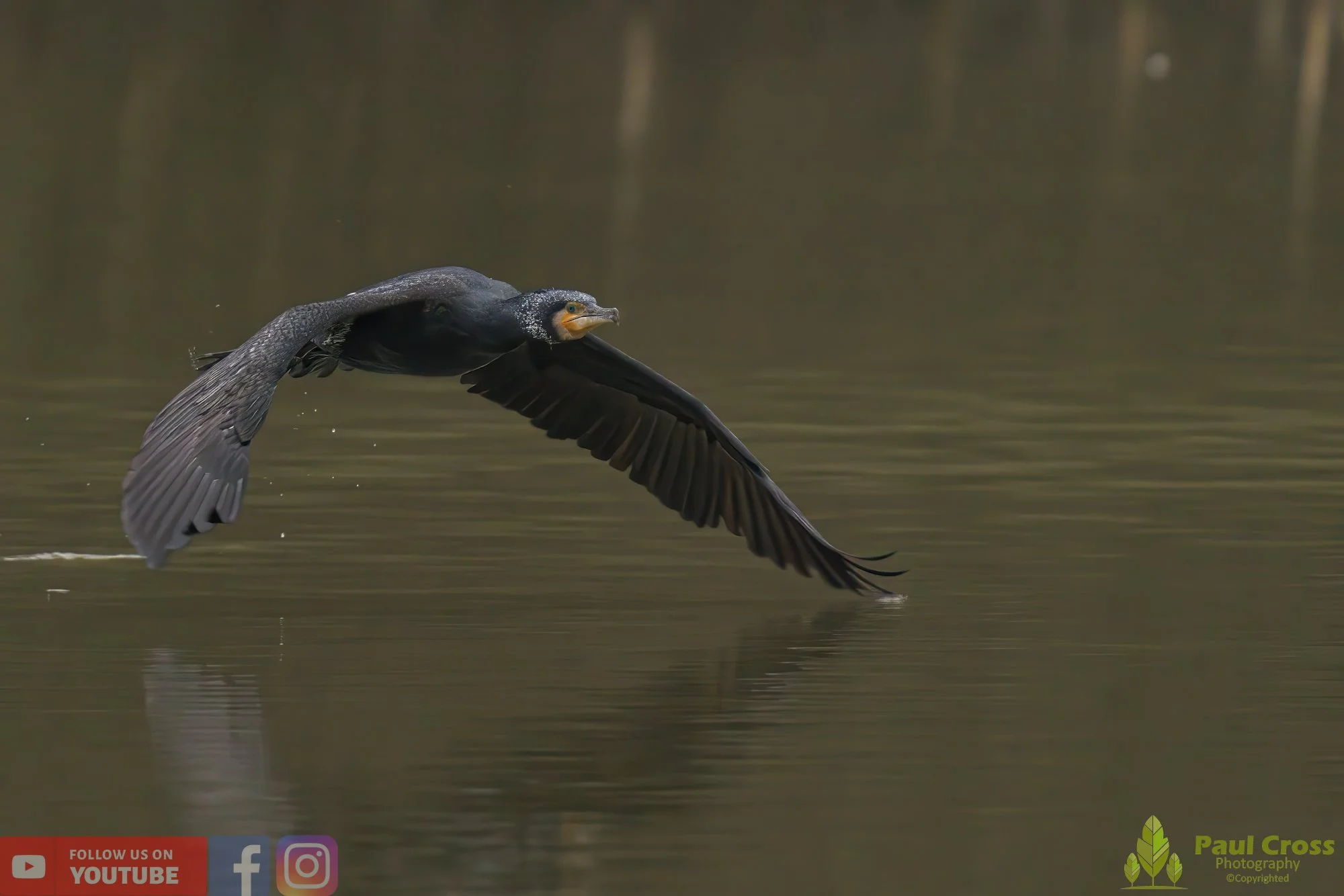 Cormorant-00214.jpg