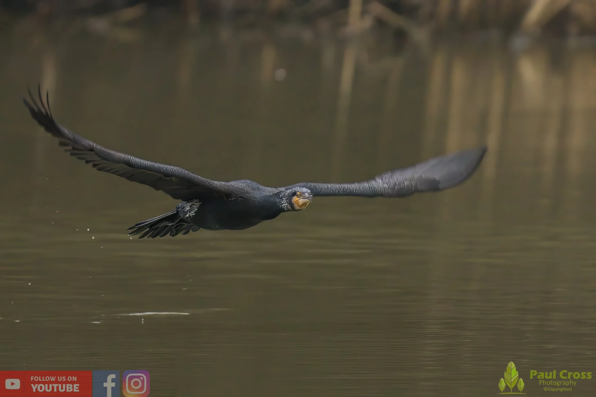 Cormorant-00215.jpg