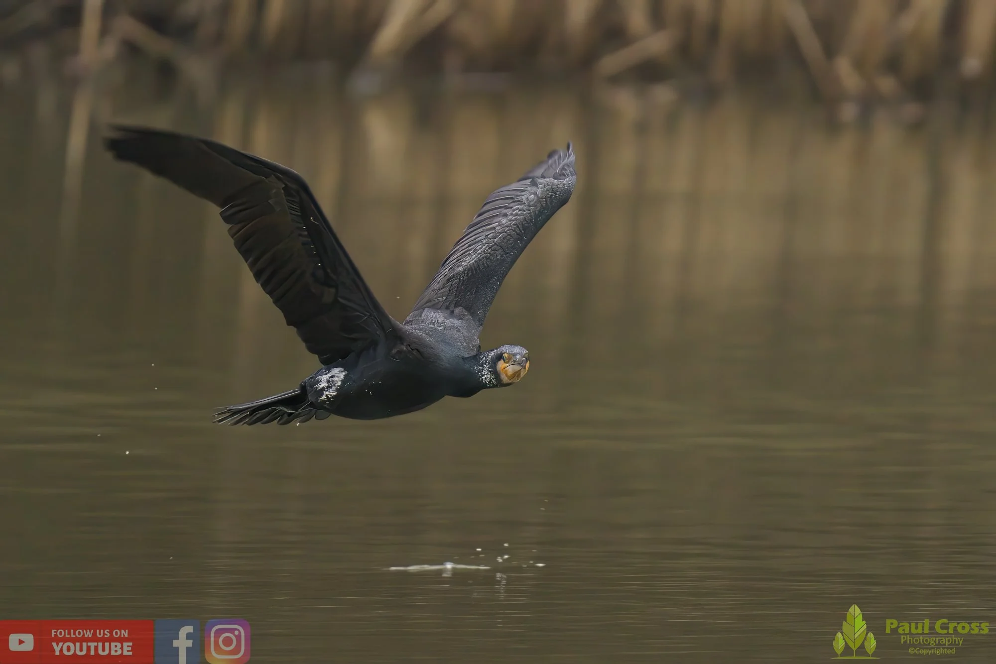 Cormorant-00216.jpg